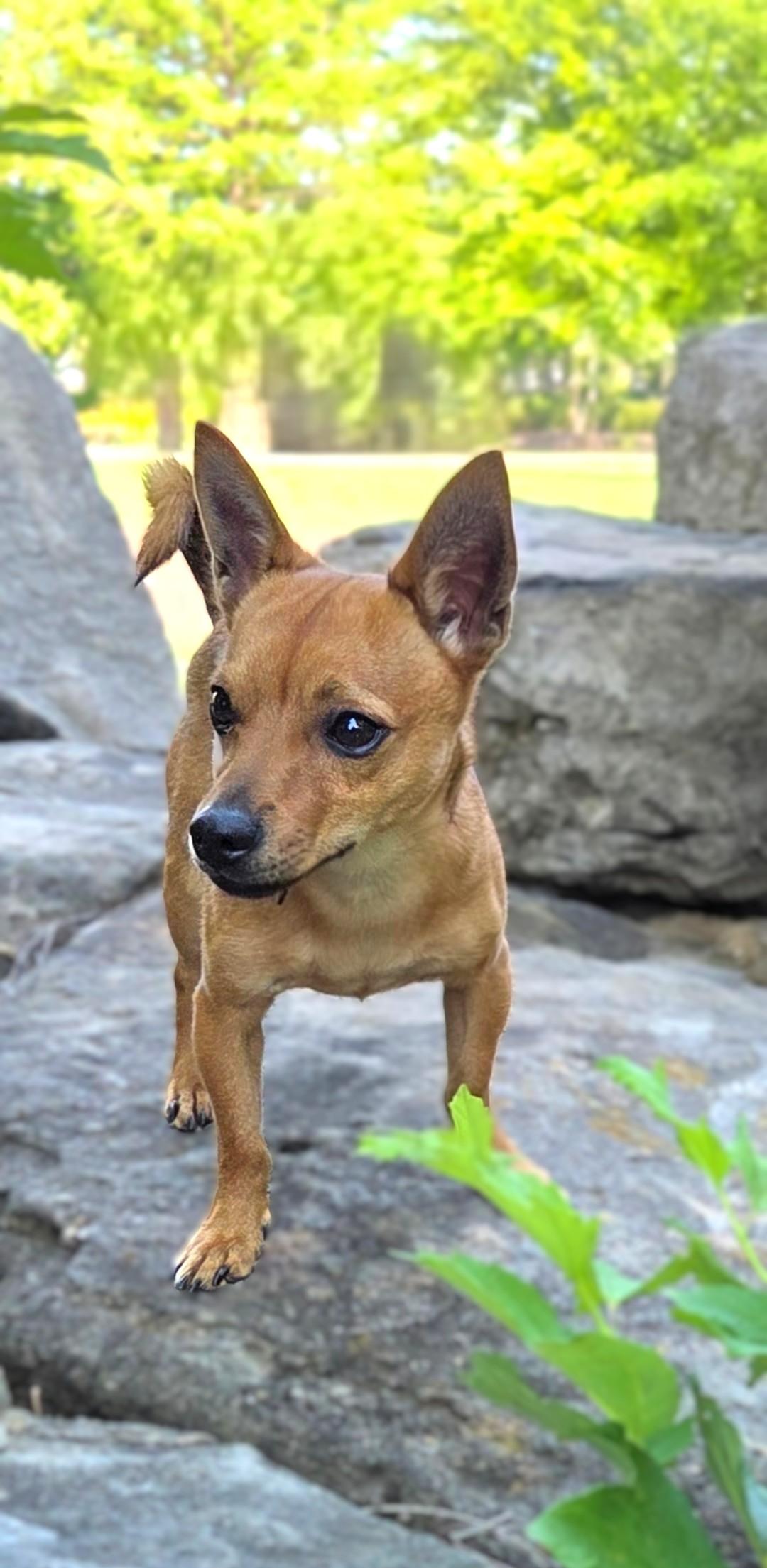 Enlarge Slinky, a ADOPTABLE Chiweenie in Bridgeton, MO image 3/4