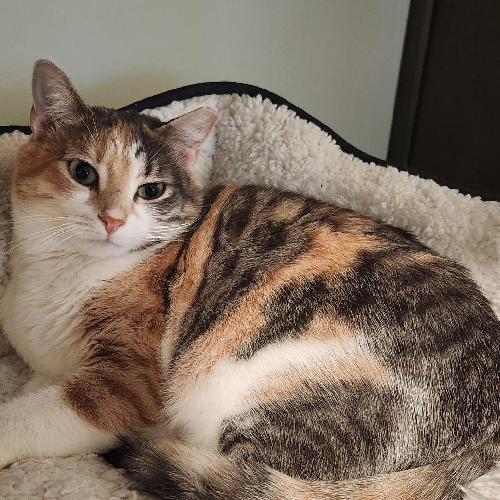 Dixie, Adoptable, Adult Female Domestic Short Hair.