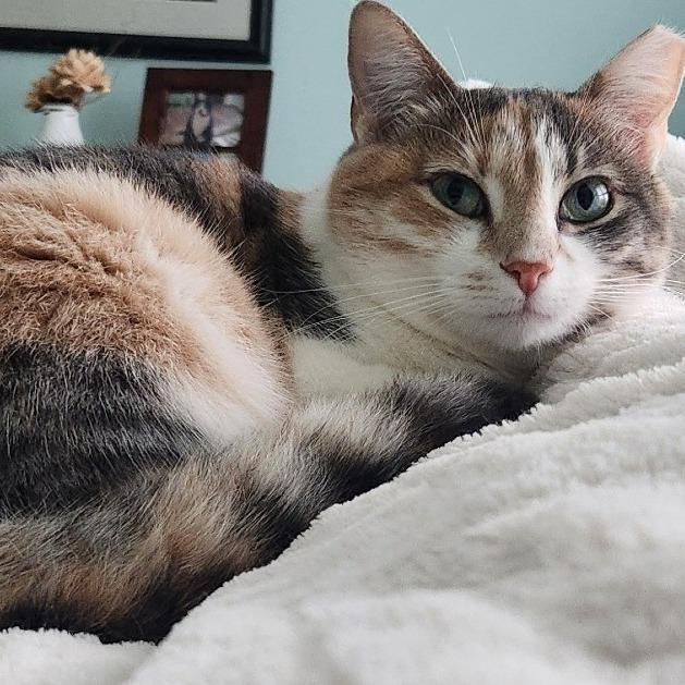 Enlarge Dixie, a Adoptable Domestic Short Hair in Richmond, VA image 2/2