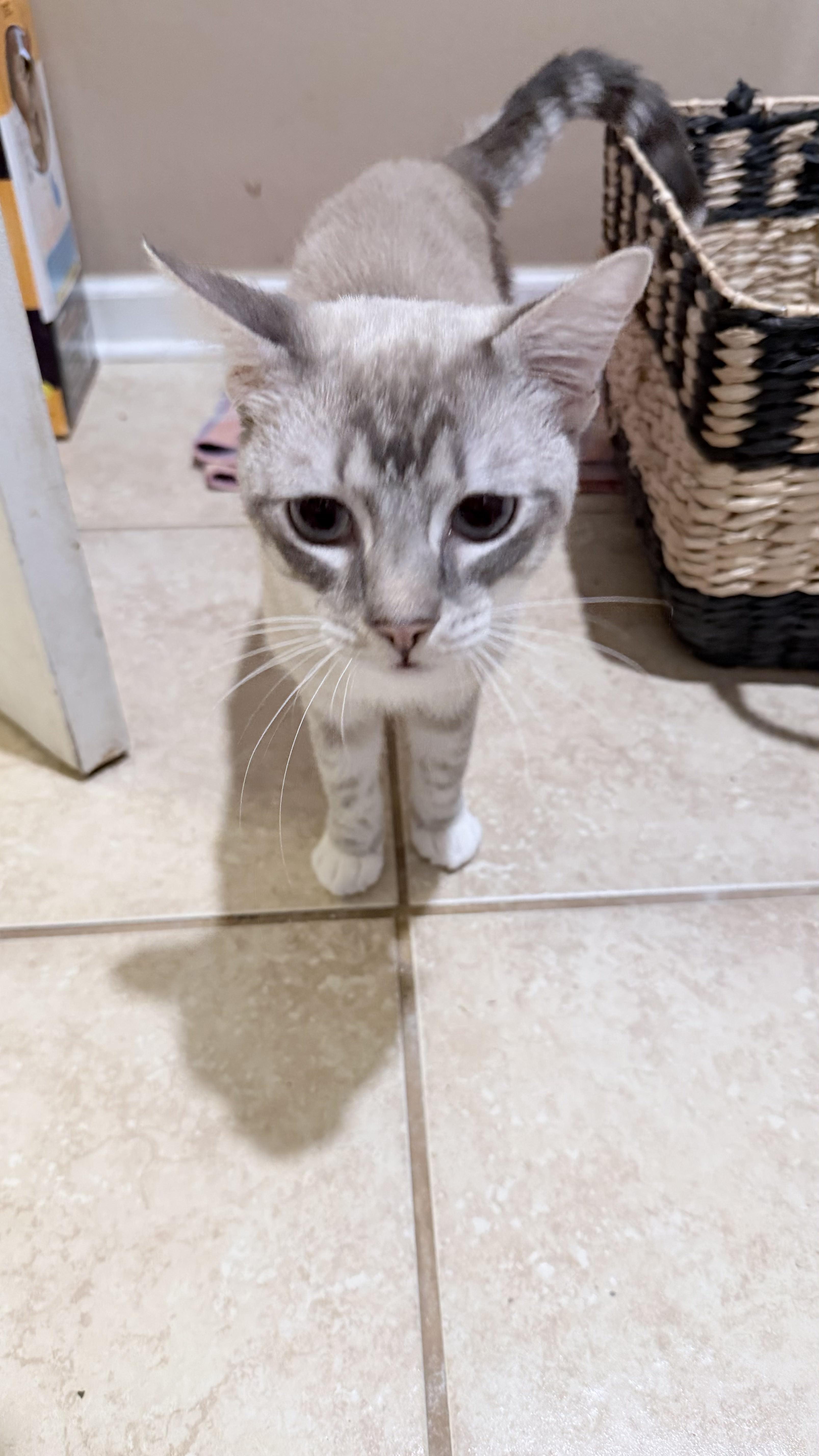 Enlarge Wall-e, an adopted Siamese in Lawrenceville, GA image 1/5