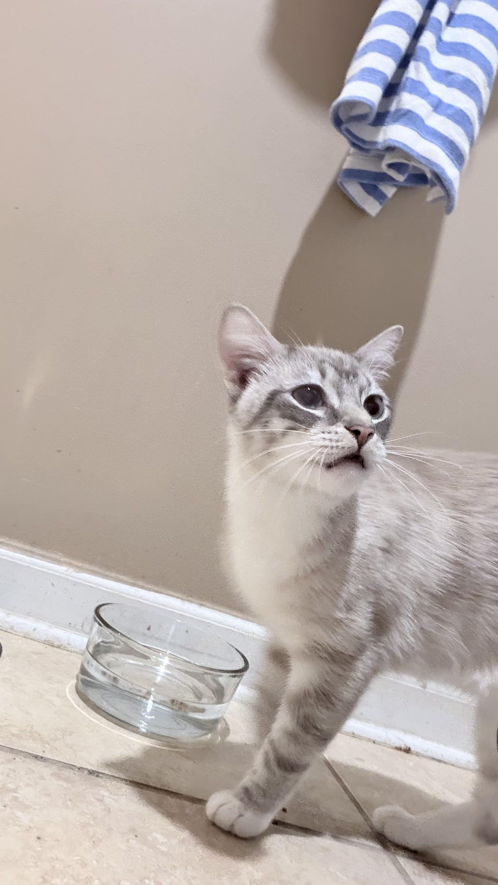 Enlarge Wall-e, an adopted Siamese in Lawrenceville, GA image 3/5