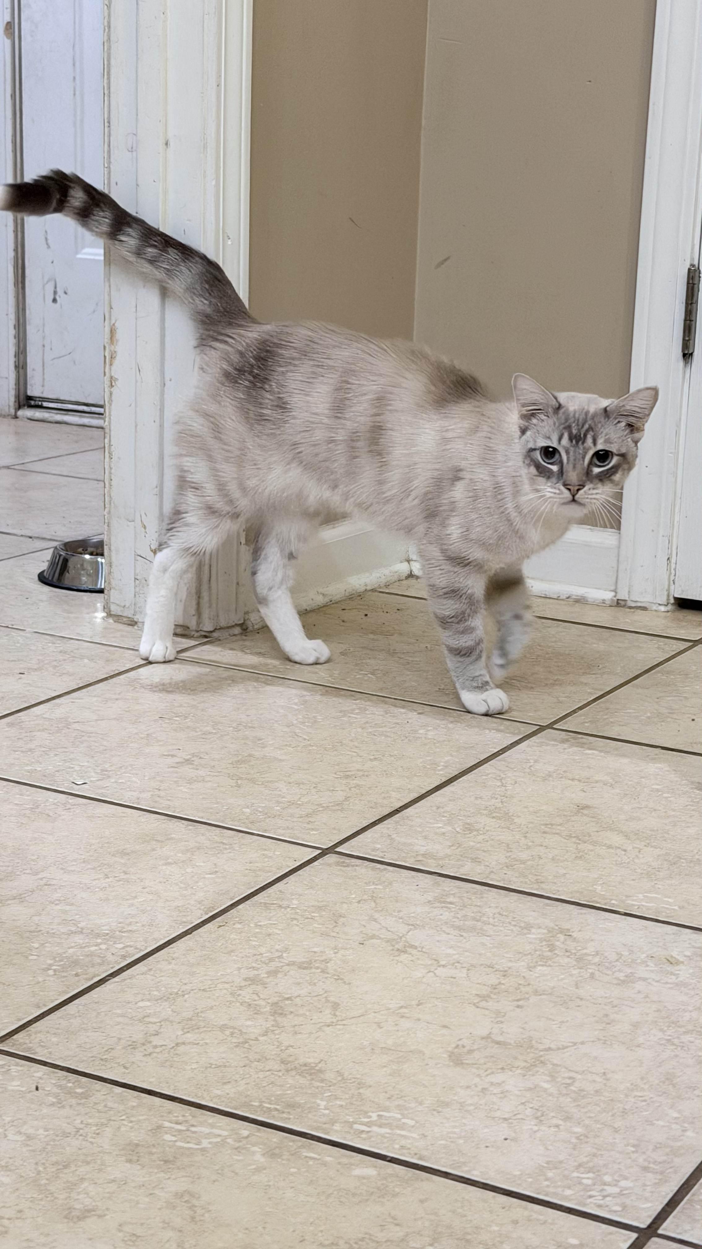 Enlarge Wall-e, an adopted Siamese in Lawrenceville, GA image 4/5