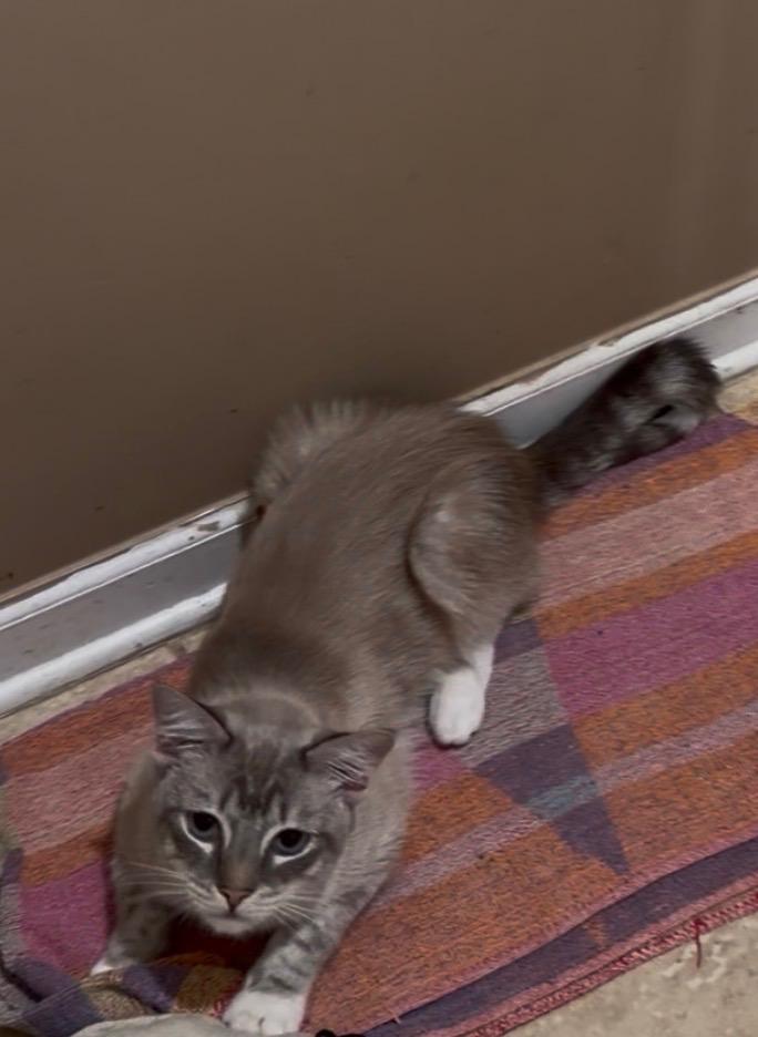 Enlarge Wall-e, an adopted Siamese in Lawrenceville, GA image 2/5