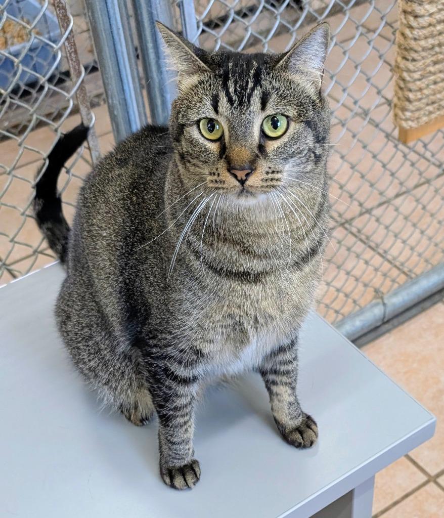 Roxana / Zaniah, Adoptable, Young Female Domestic Short Hair.