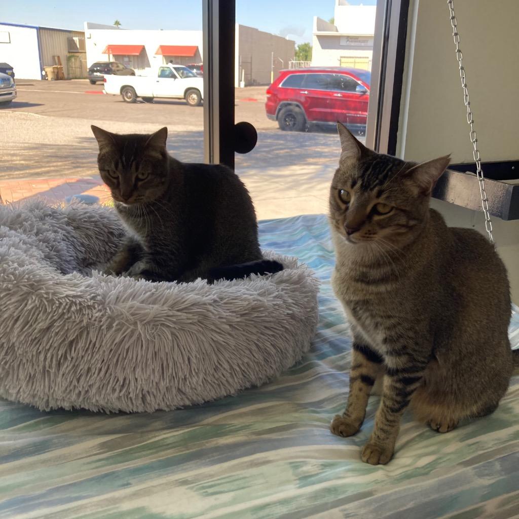 Enlarge Roxana / Zaniah, a Adoptable mixed breed in Peoria, AZ image 4/6