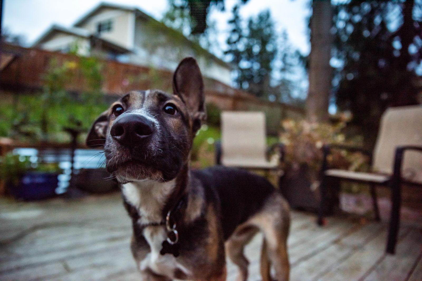 Leo, a Adoptable German Shepherd Dog in Bothell, WA image 1/3