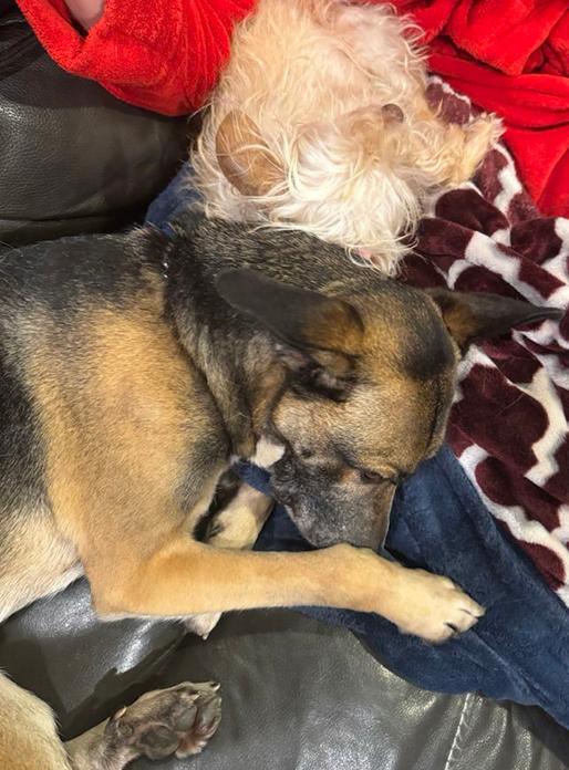 Leo, Adoptable, Adult Male German Shepherd Dog.