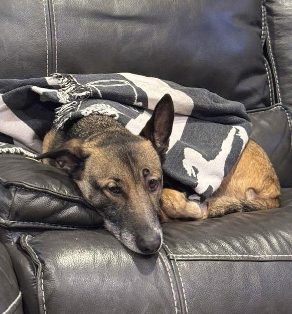 Enlarge Leo, a Adoptable German Shepherd Dog in Bothell, WA image 2/3