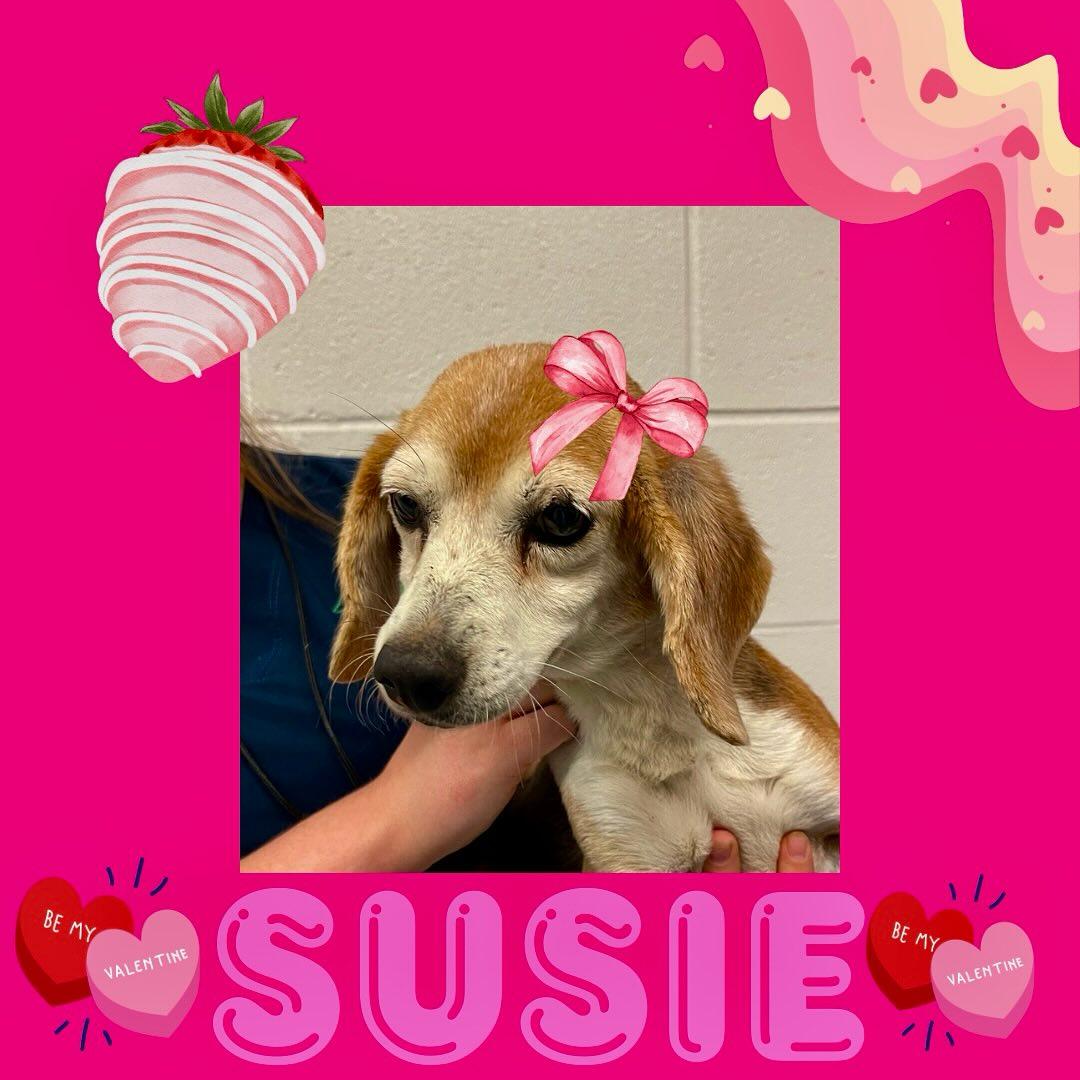 Susie - Donate for her cancer treatment photo 3