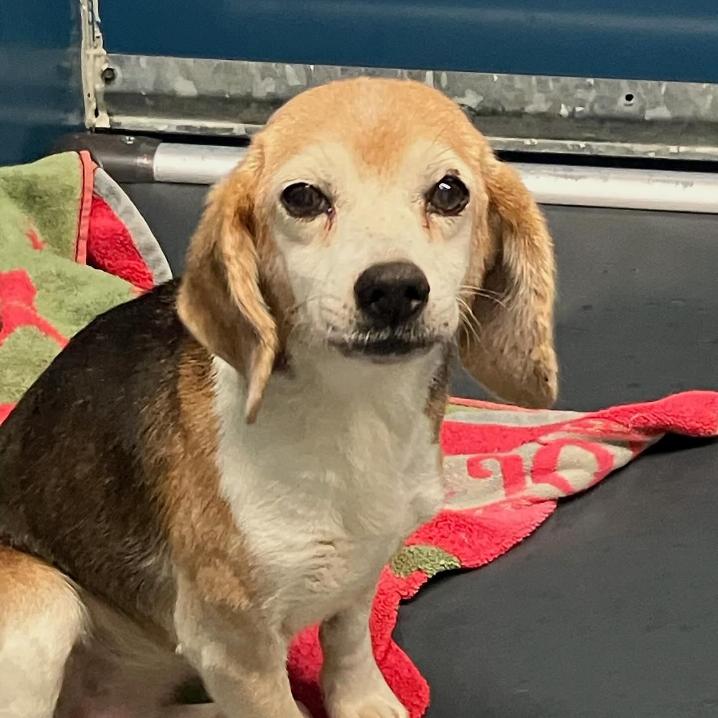 Susie - Donate in her memory