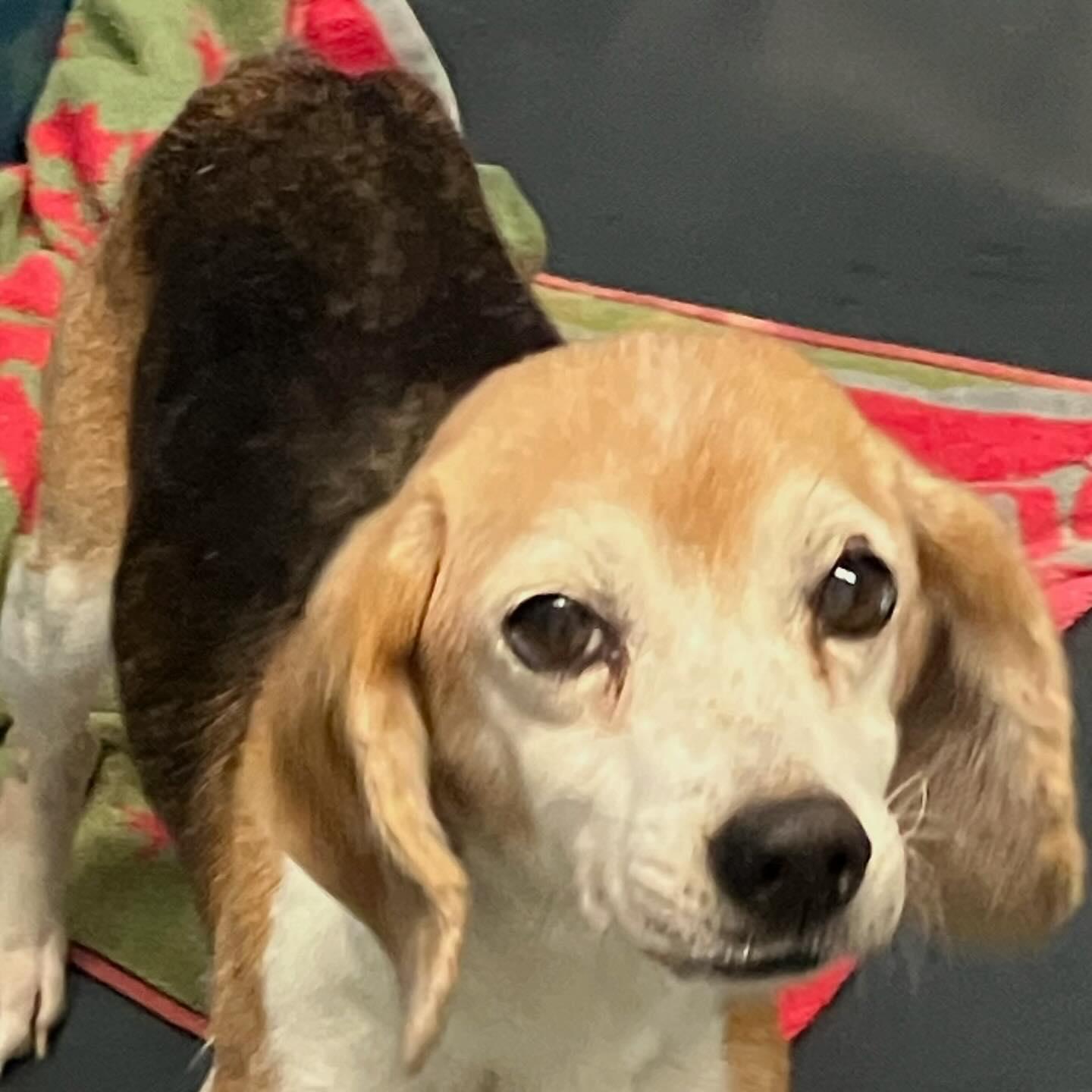 Susie - Donate for her cancer treatment, Senior Female Beagle