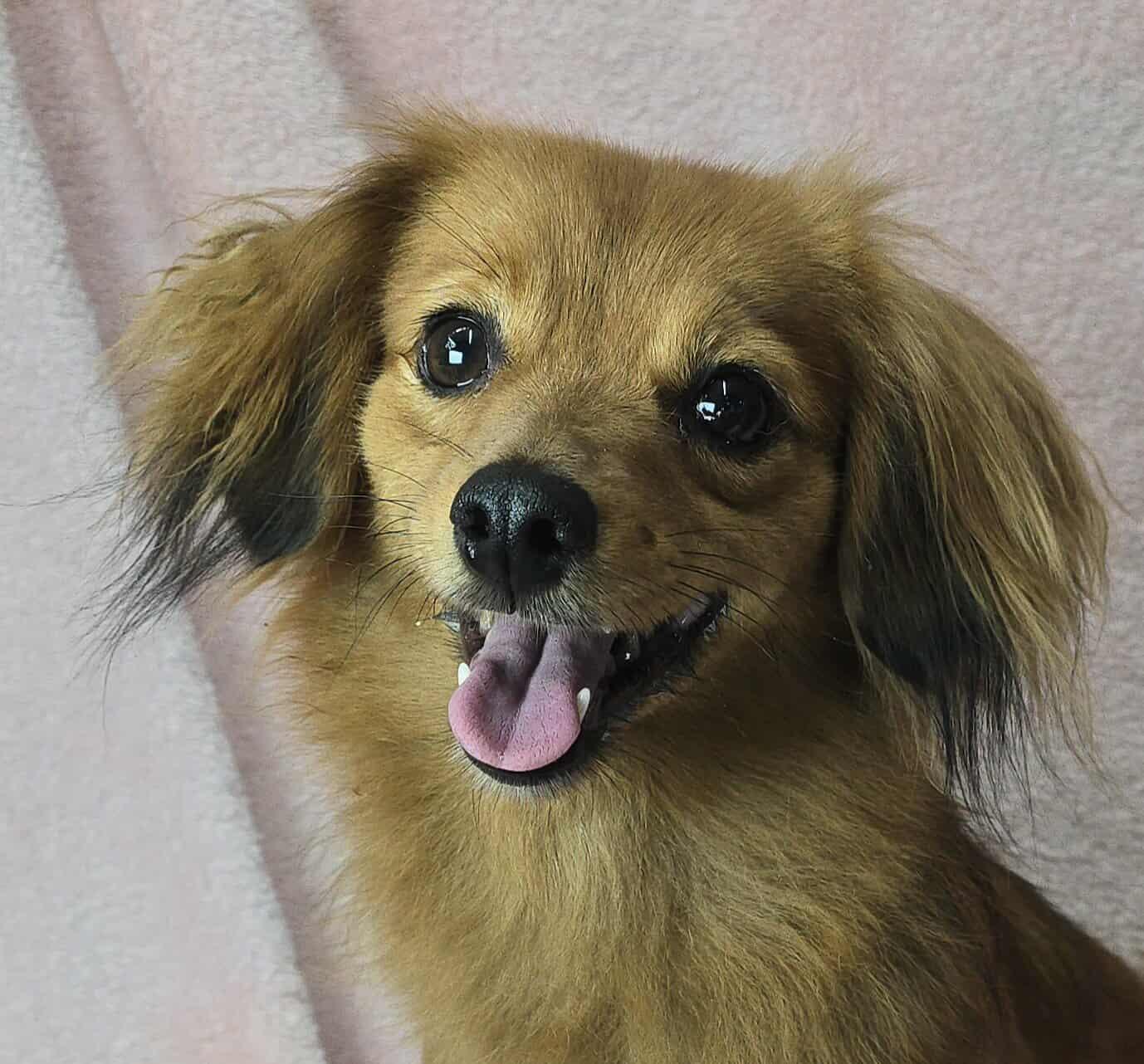 Meet Tuesday a 4 year old 14 pound wonderful dacshund mix She is friendly and gets along with ot