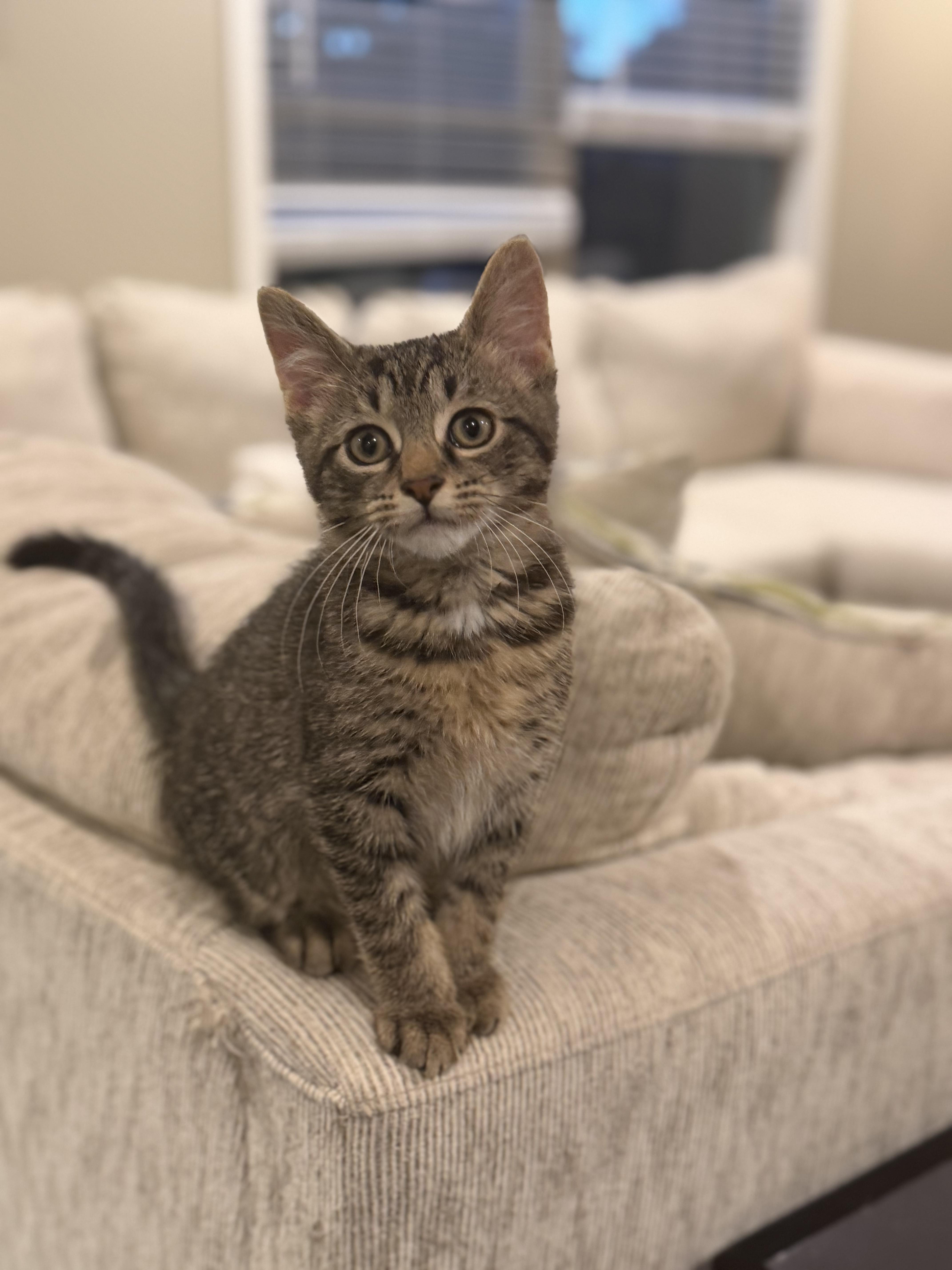 Oliver, Adoptable, Kitten Male Domestic Short Hair.