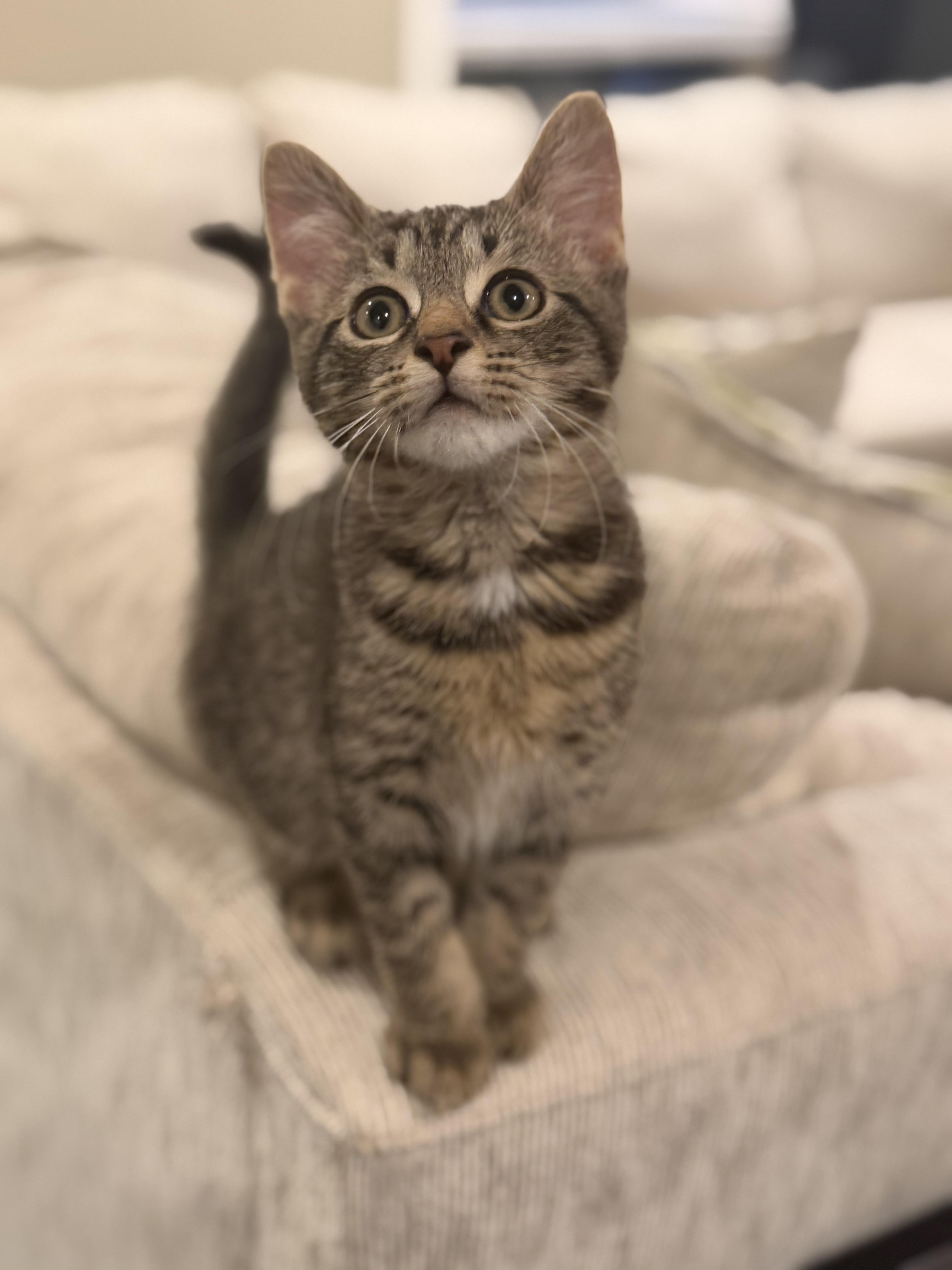 Oliver, a Adoptable Domestic Short Hair in Columbia, MO image 2/5