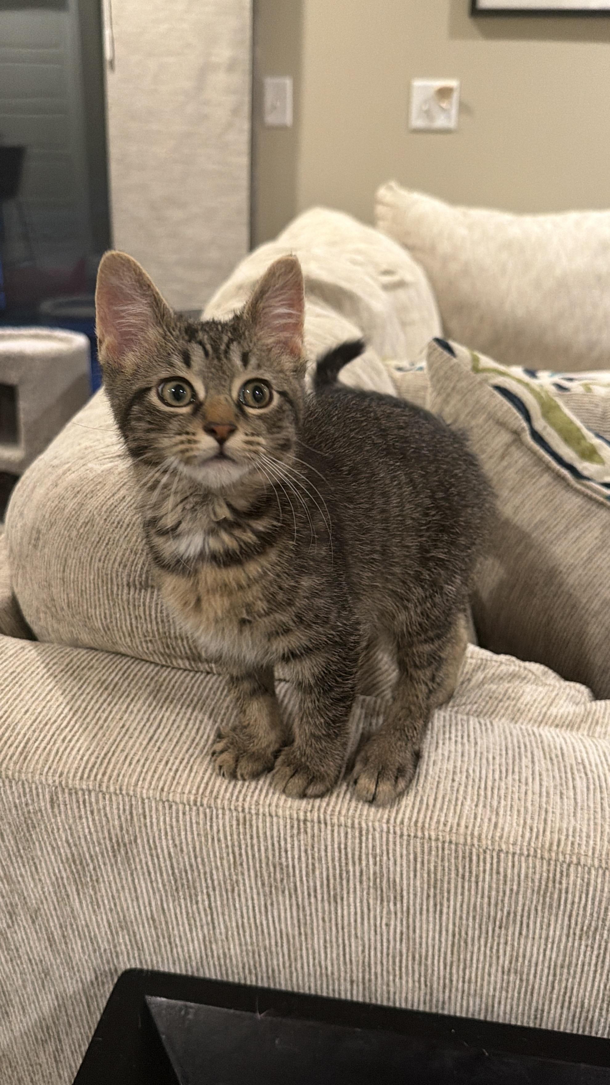 Oliver, a Adoptable Domestic Short Hair in Columbia, MO image 3/5