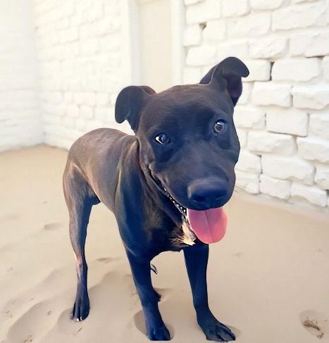 CONNOR, Adoptable, Young Male Labrador Retriever.