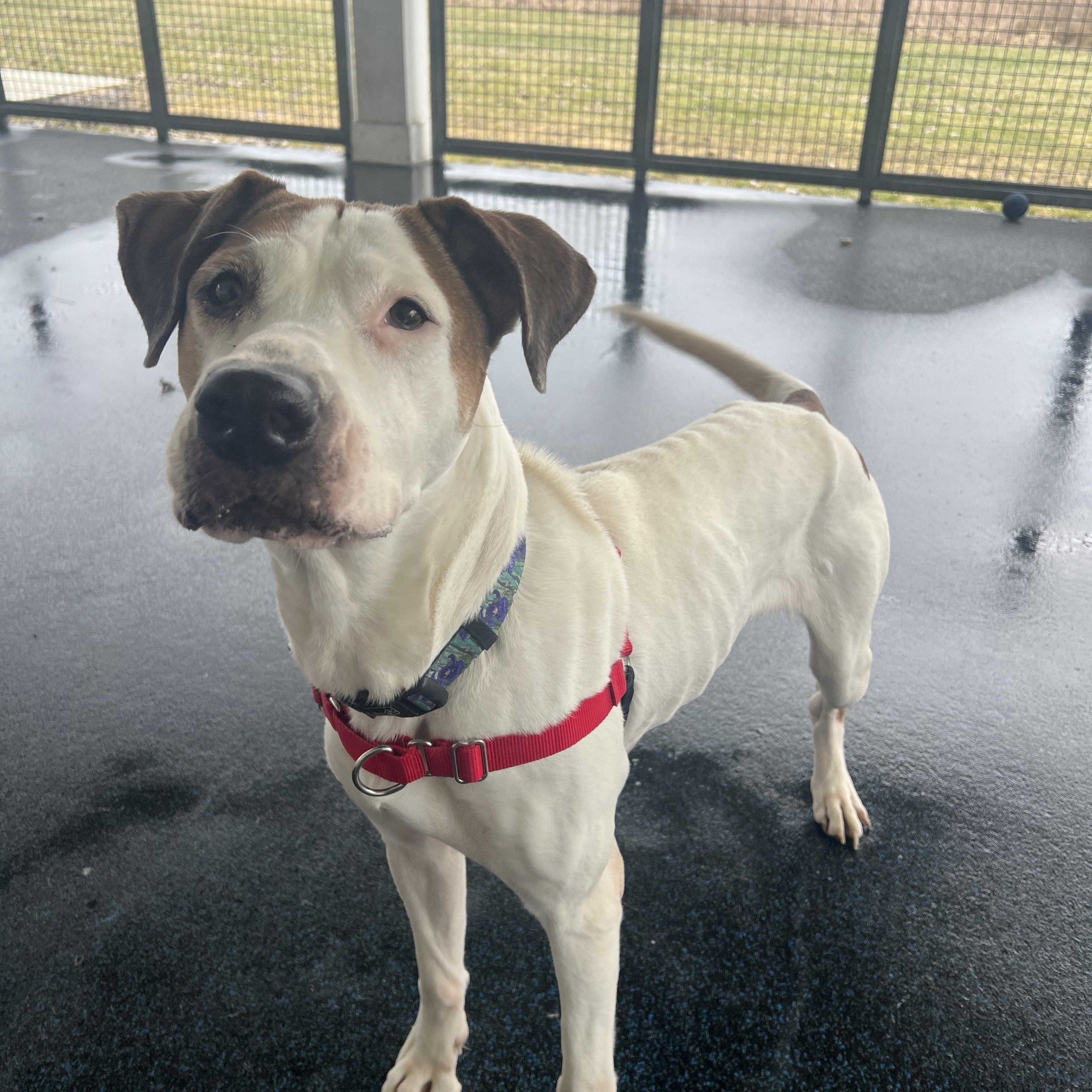 Enlarge Gracie, a ADOPTABLE mixed breed in Ithaca, NY image 4/4