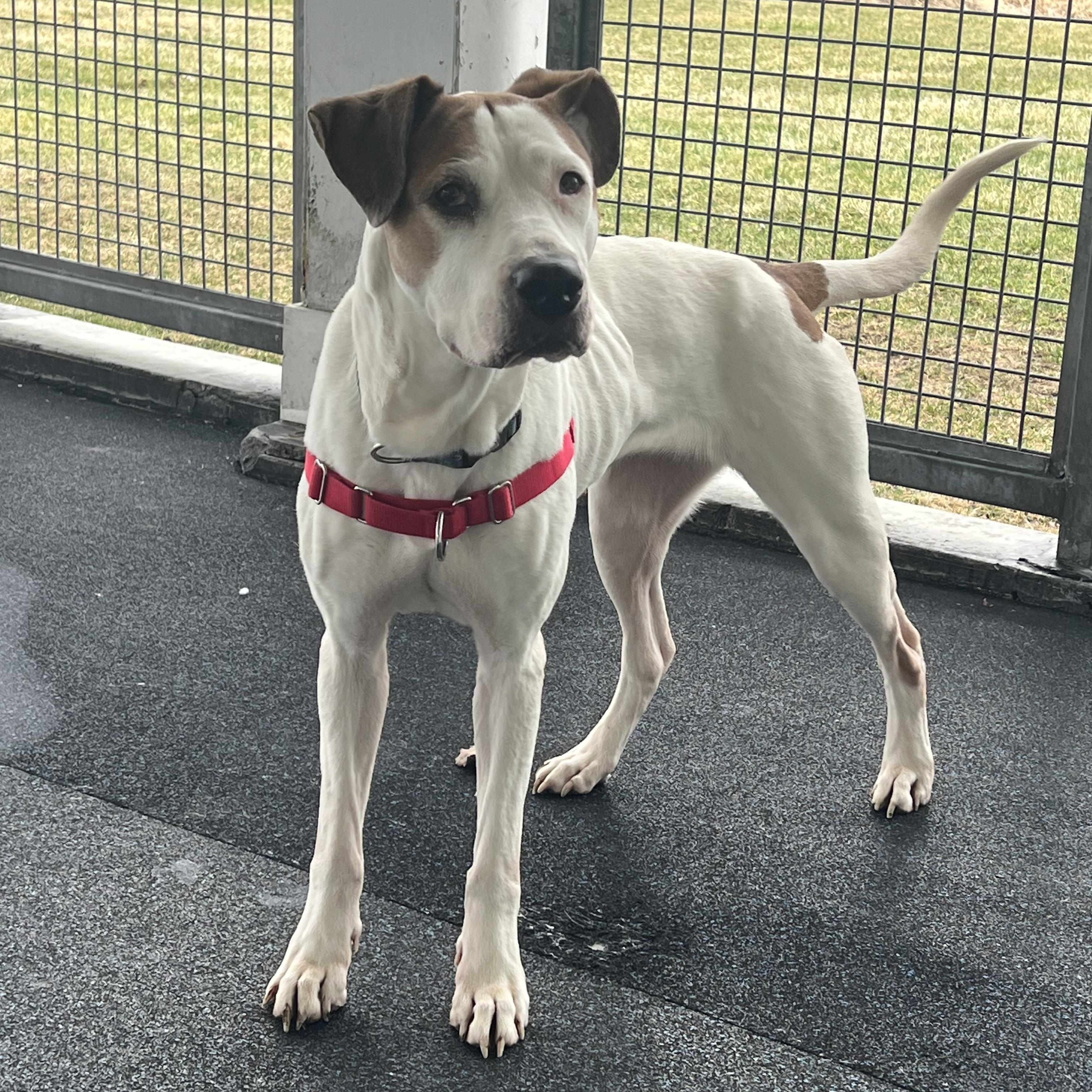 Enlarge Gracie, a ADOPTABLE mixed breed in Ithaca, NY image 3/4