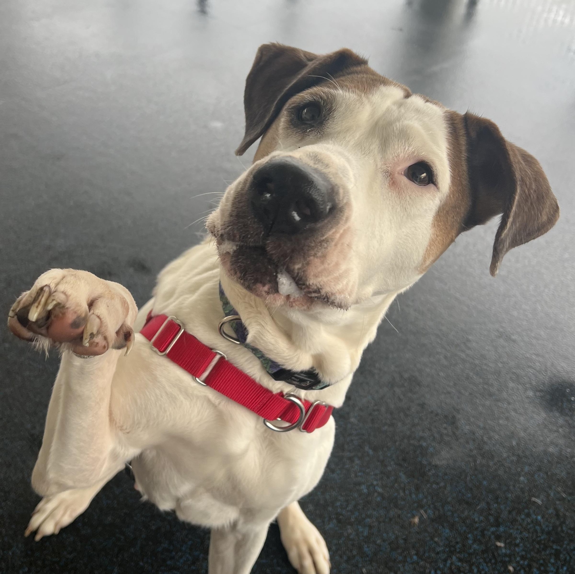 Enlarge Gracie, a ADOPTABLE mixed breed in Ithaca, NY image 2/4