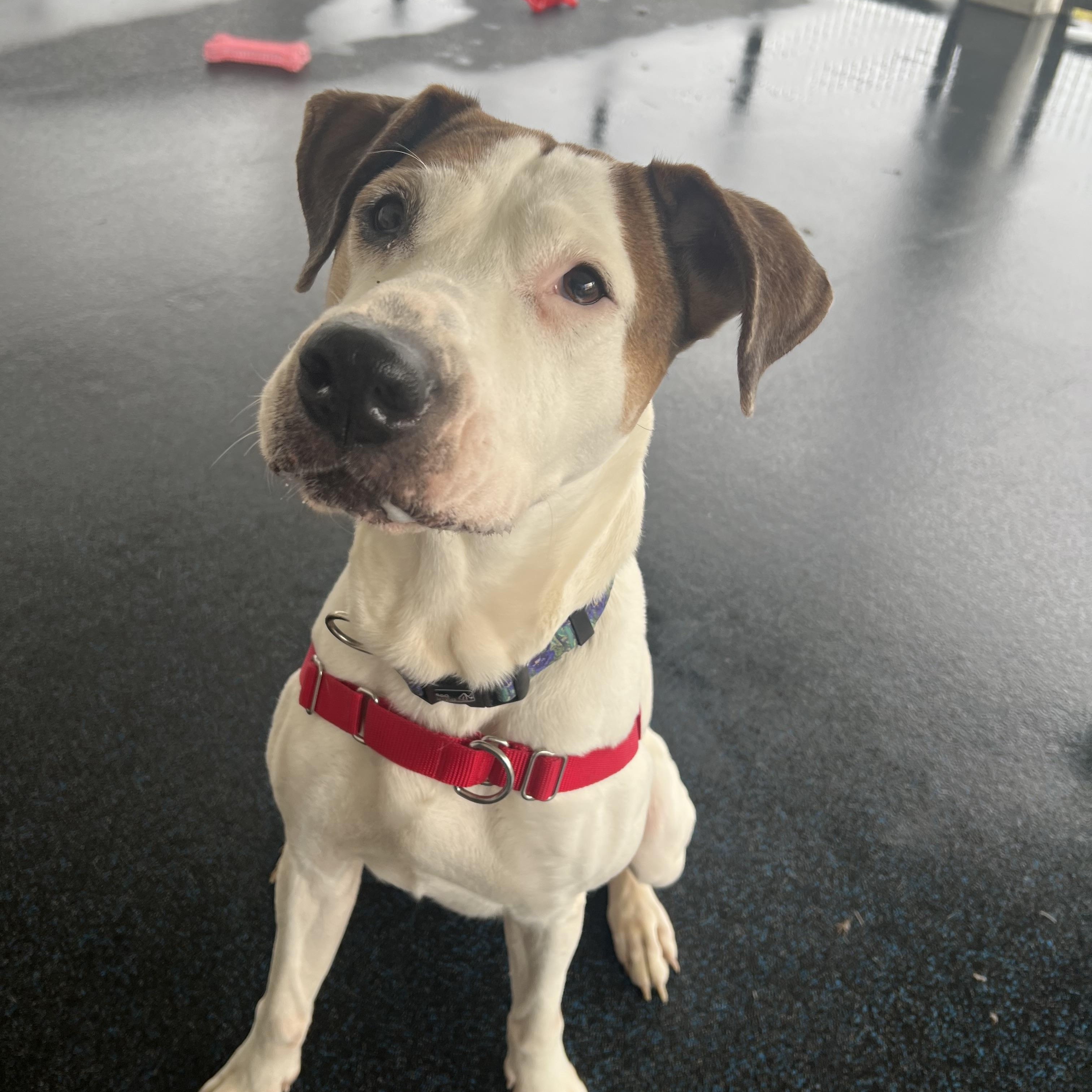 Enlarge Gracie, a ADOPTABLE mixed breed in Ithaca, NY image 1/4