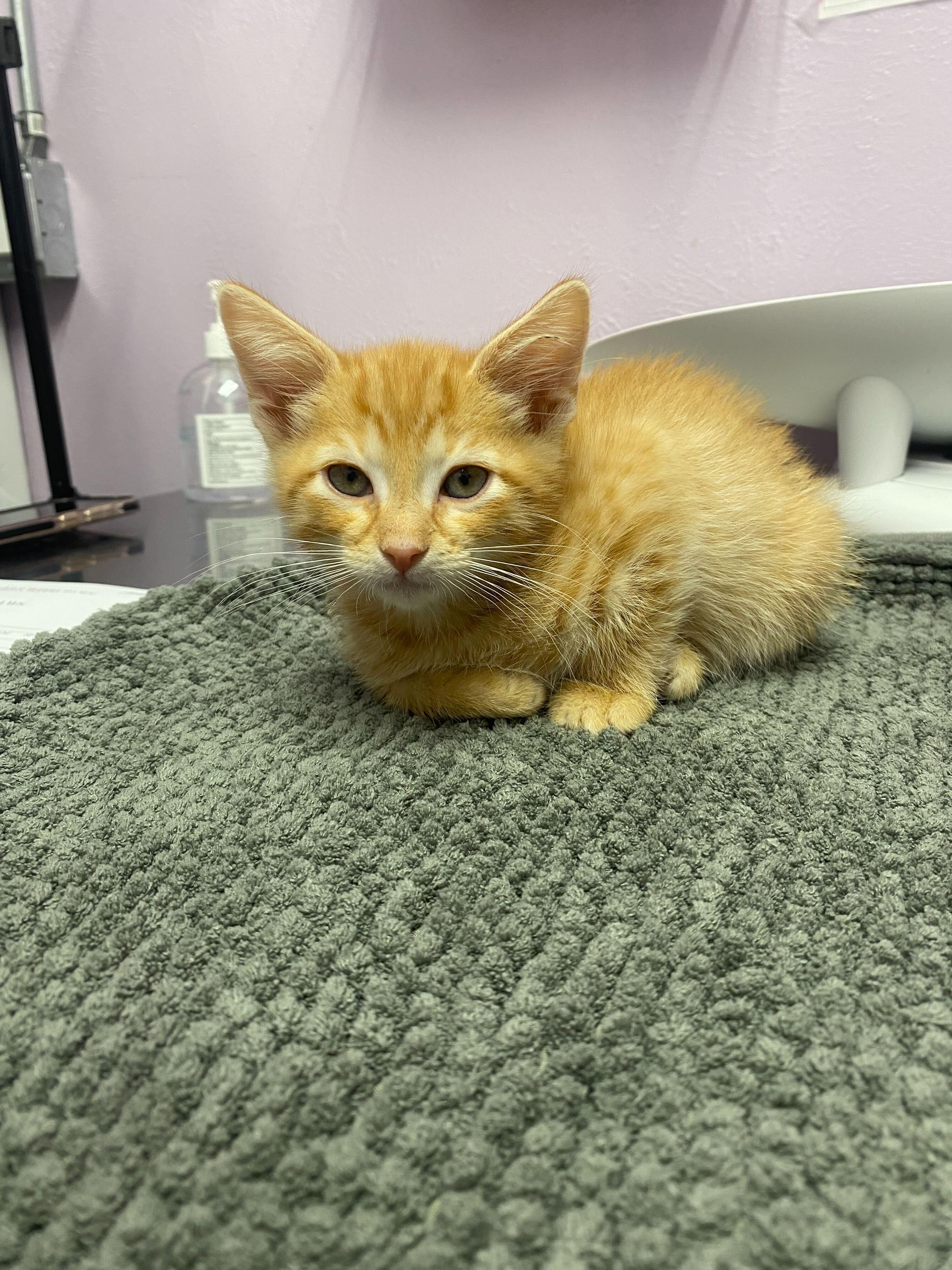 Sphinx, Adopted, Young Male Domestic Short Hair.