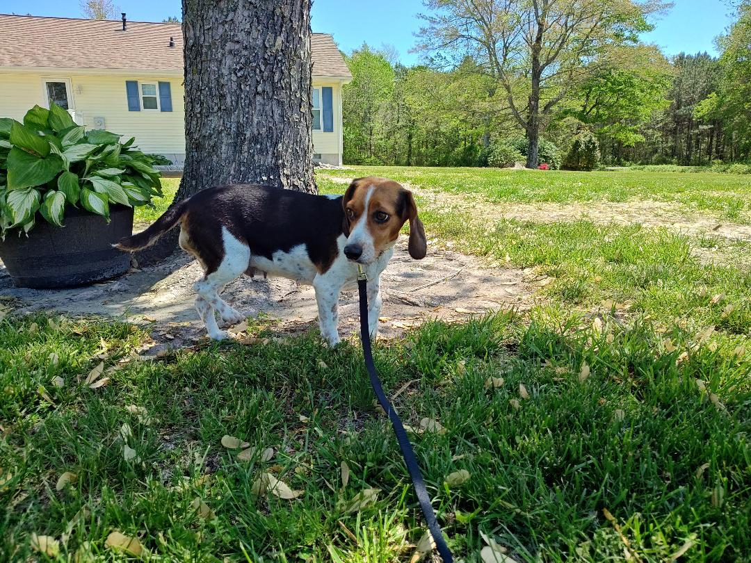 Enlarge Katie Bug, a Adopted Beagle in Salisbury, MD image 2/3