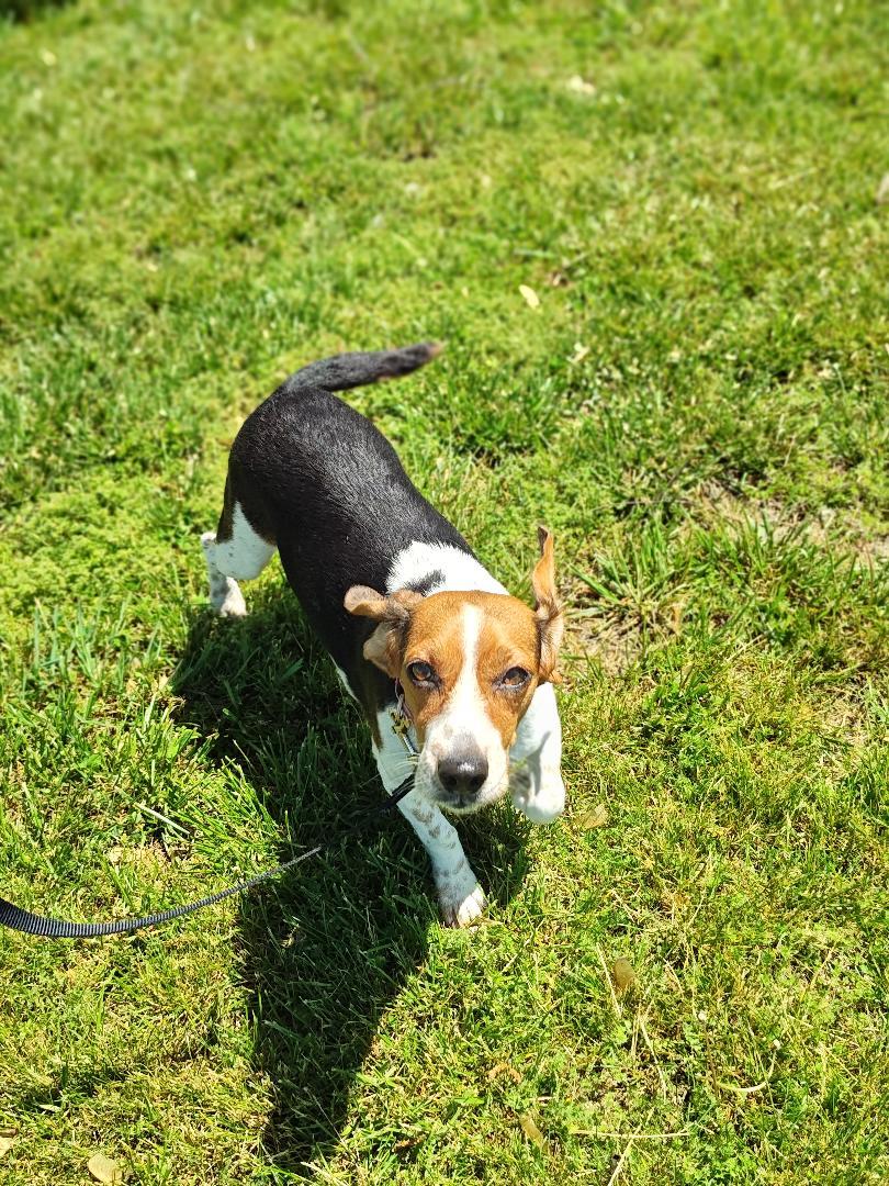 Enlarge Katie Bug, a Adopted Beagle in Salisbury, MD image 3/3