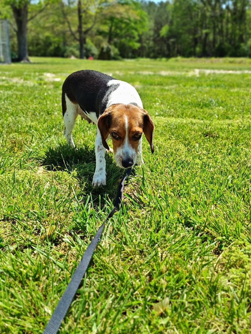 Enlarge Katie Bug, a Adopted Beagle in Salisbury, MD image 1/3