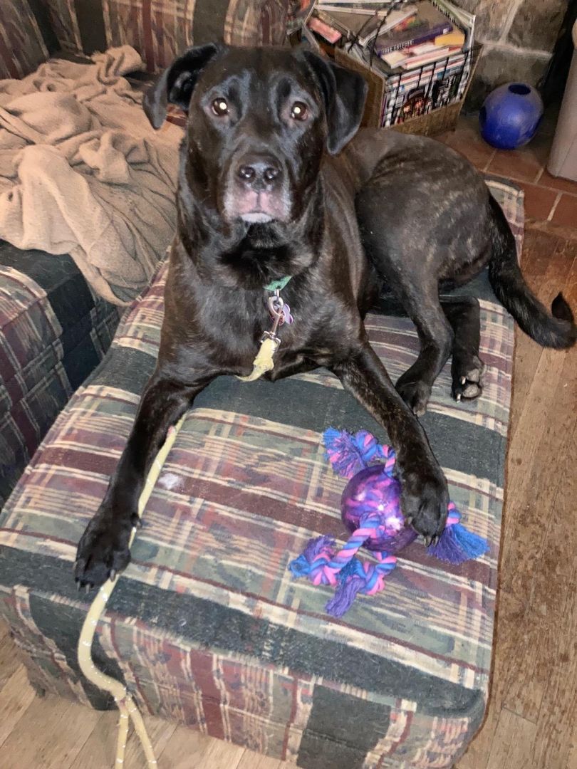 Hallie, Adoptable, Adult Female American Staffordshire Terrier & Labrador Retriever.