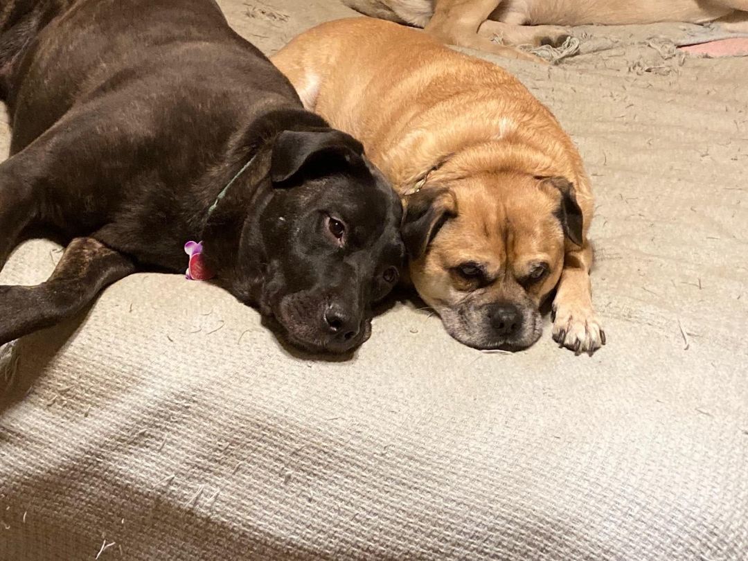 Hallie, a Adoptable mixed breed image 2/6