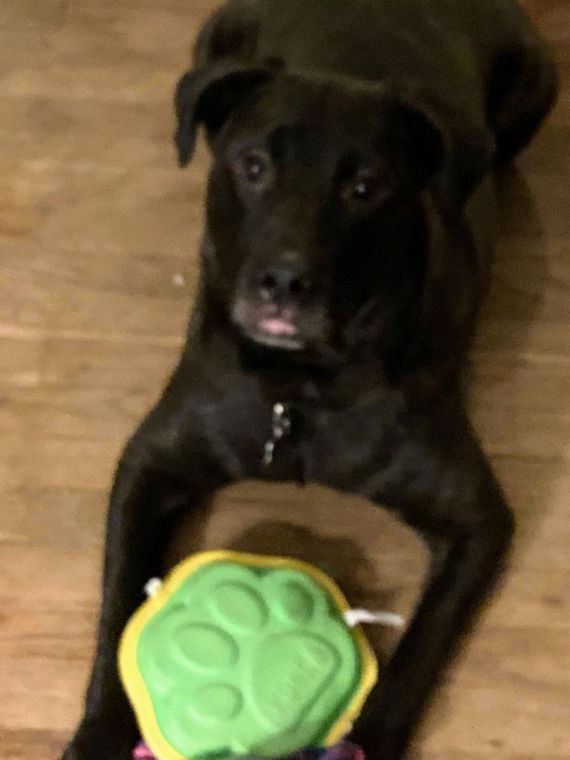 Hallie, Adoptable, Adult Female American Staffordshire Terrier & Labrador Retriever.