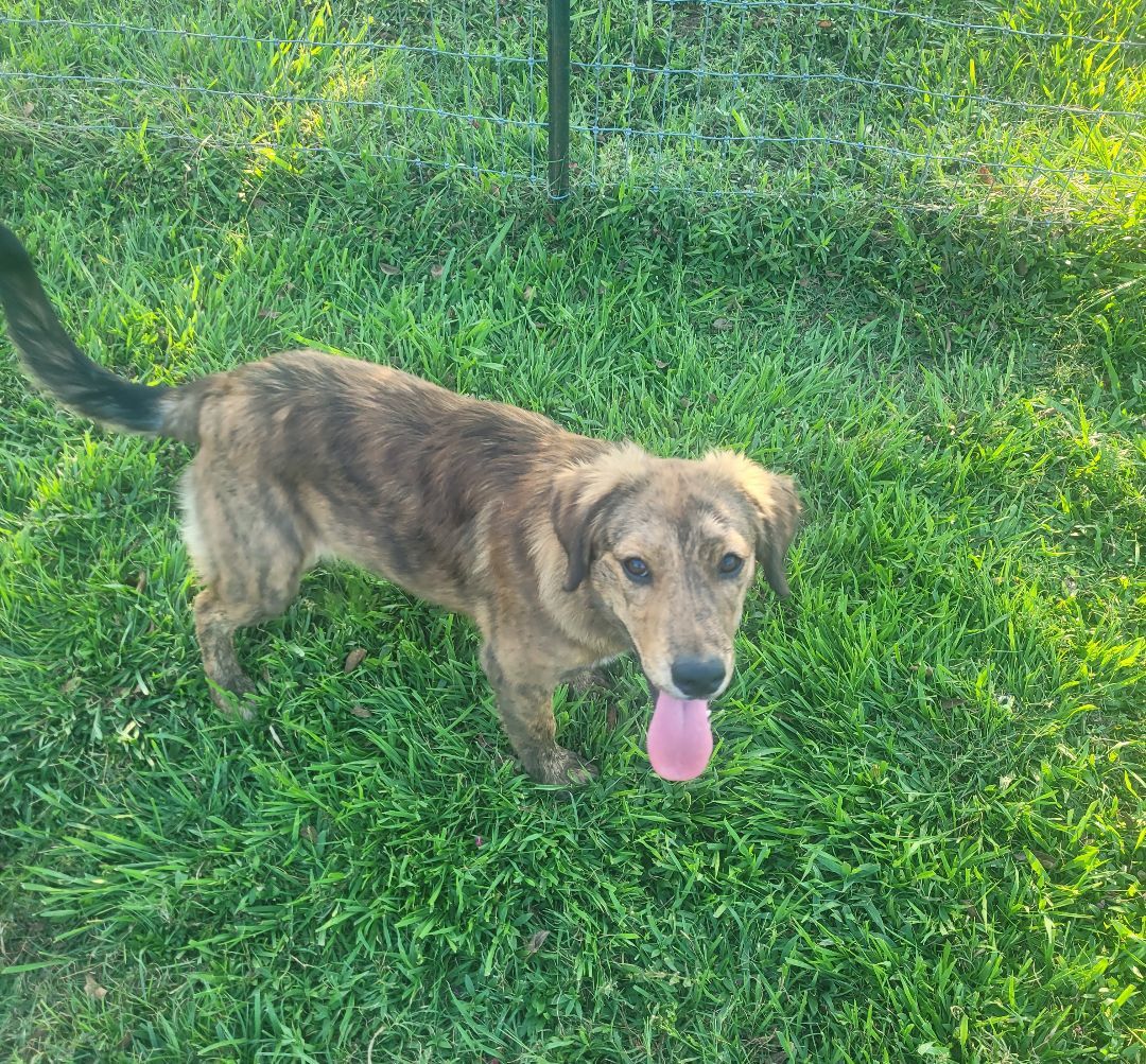 Frannie Floofer, Adopted, Young Female Catahoula Leopard Dog.