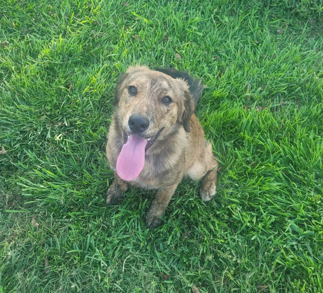 Enlarge Frannie Floofer, a Adopted mixed breed in White Hall, AR image 2/2