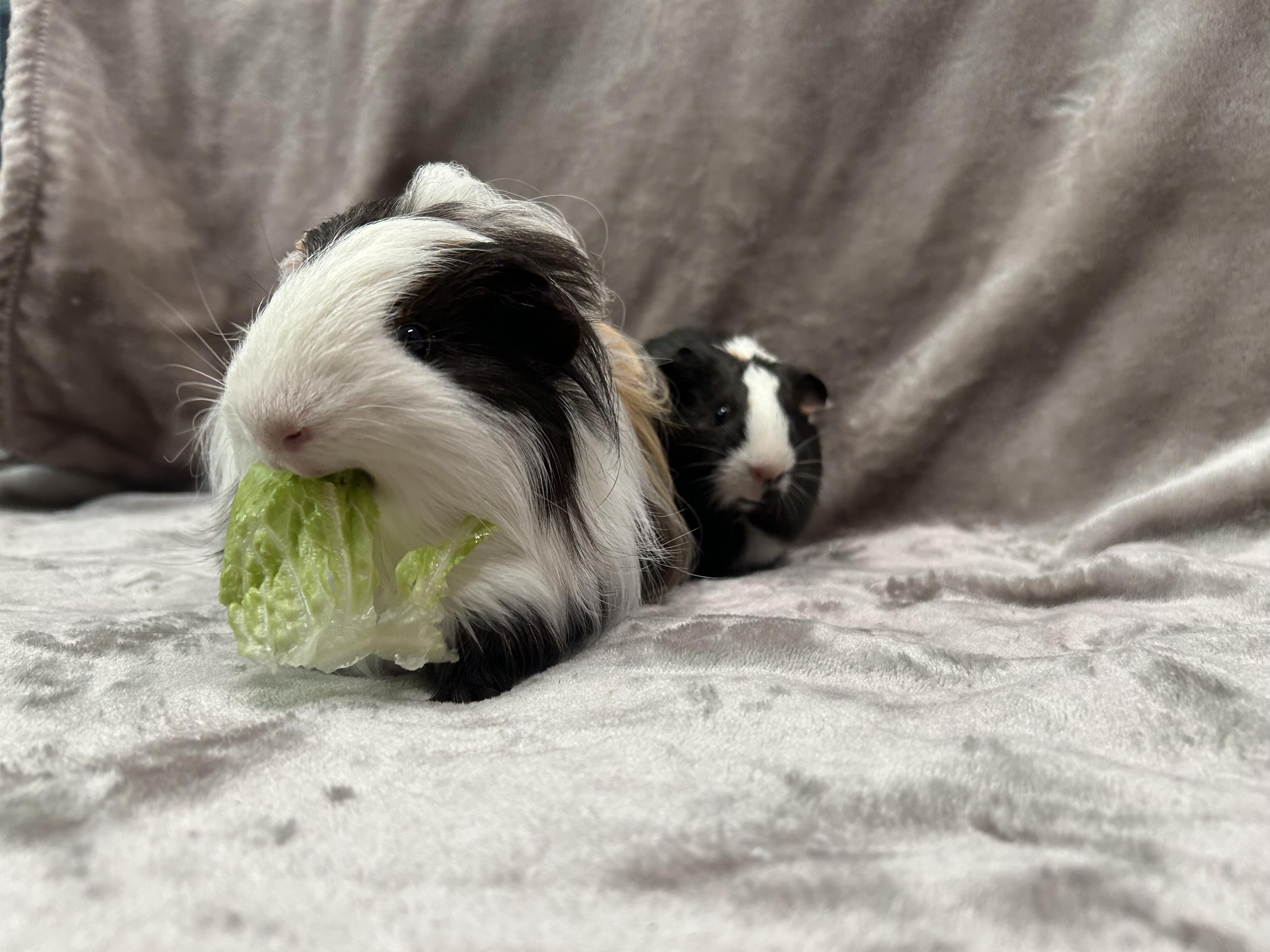 Enlarge Gus and Louisa -Adoption Pending-, an adopted Guinea Pig in Edgewood, MD image 6/6