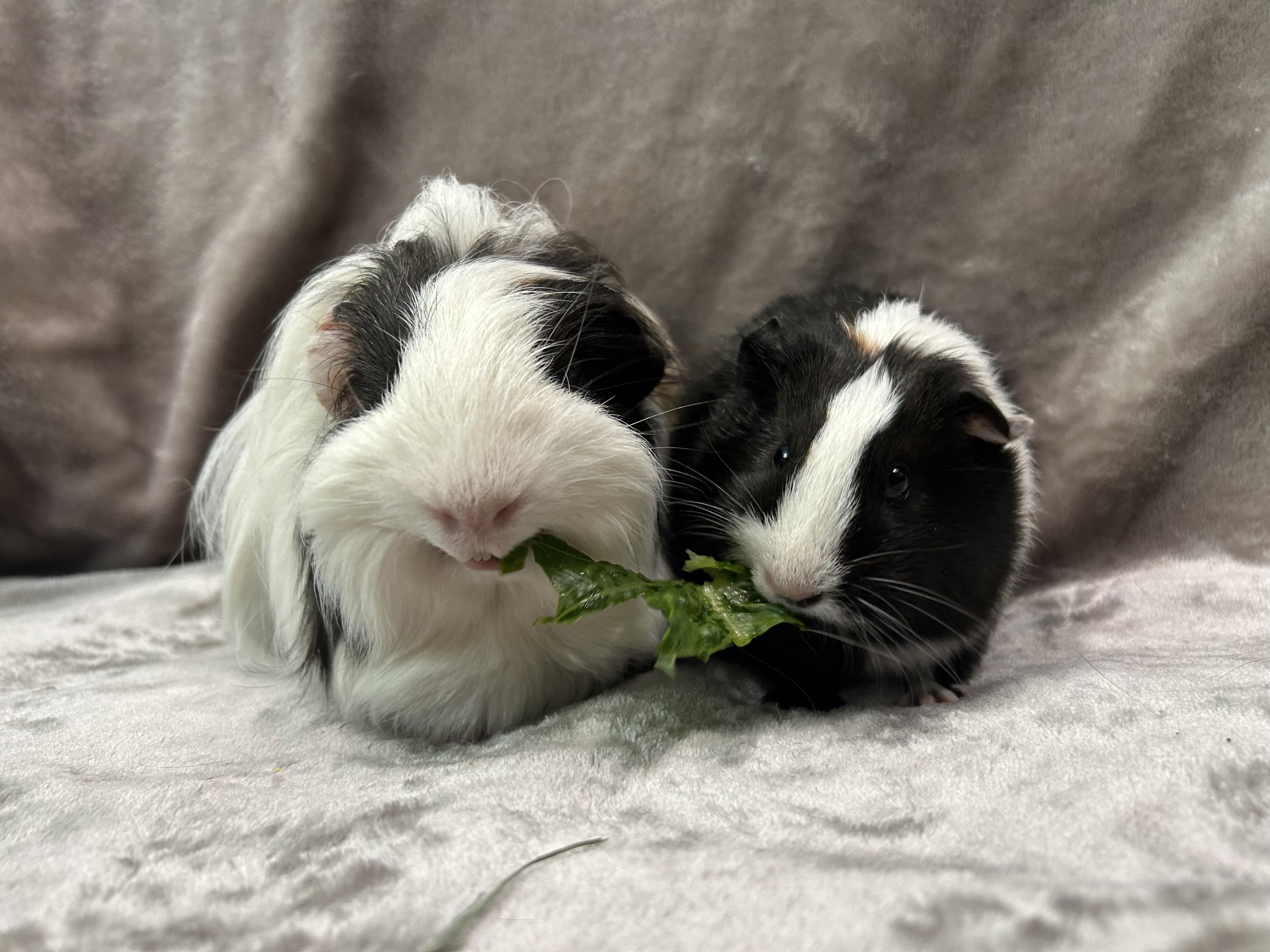 Enlarge Gus and Louisa -Adoption Pending-, an adopted Guinea Pig in Edgewood, MD image 1/6