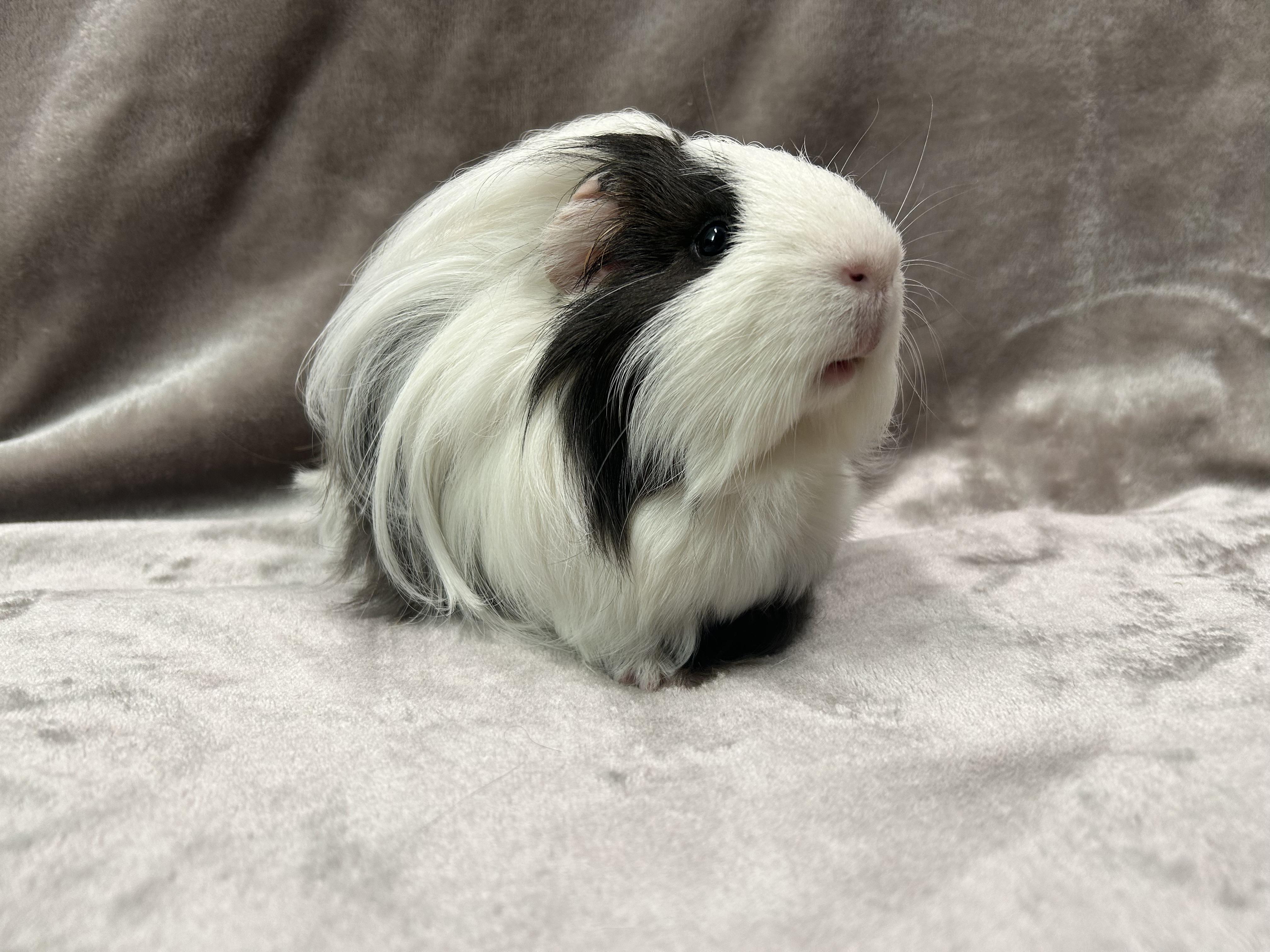 Enlarge Gus and Louisa -Adoption Pending-, an adopted Guinea Pig in Edgewood, MD image 3/6