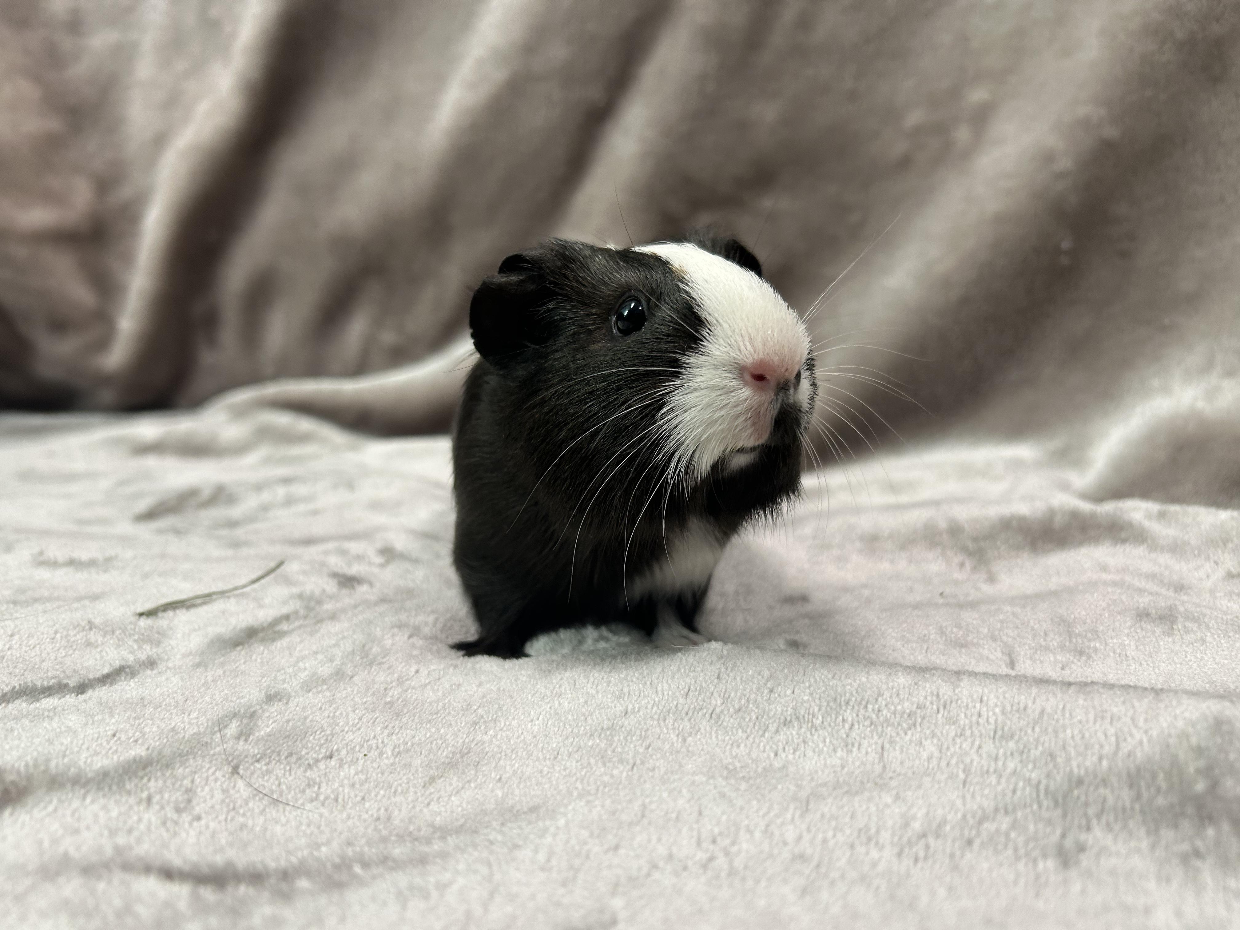 Enlarge Gus and Louisa -Adoption Pending-, an adopted Guinea Pig in Edgewood, MD image 4/6