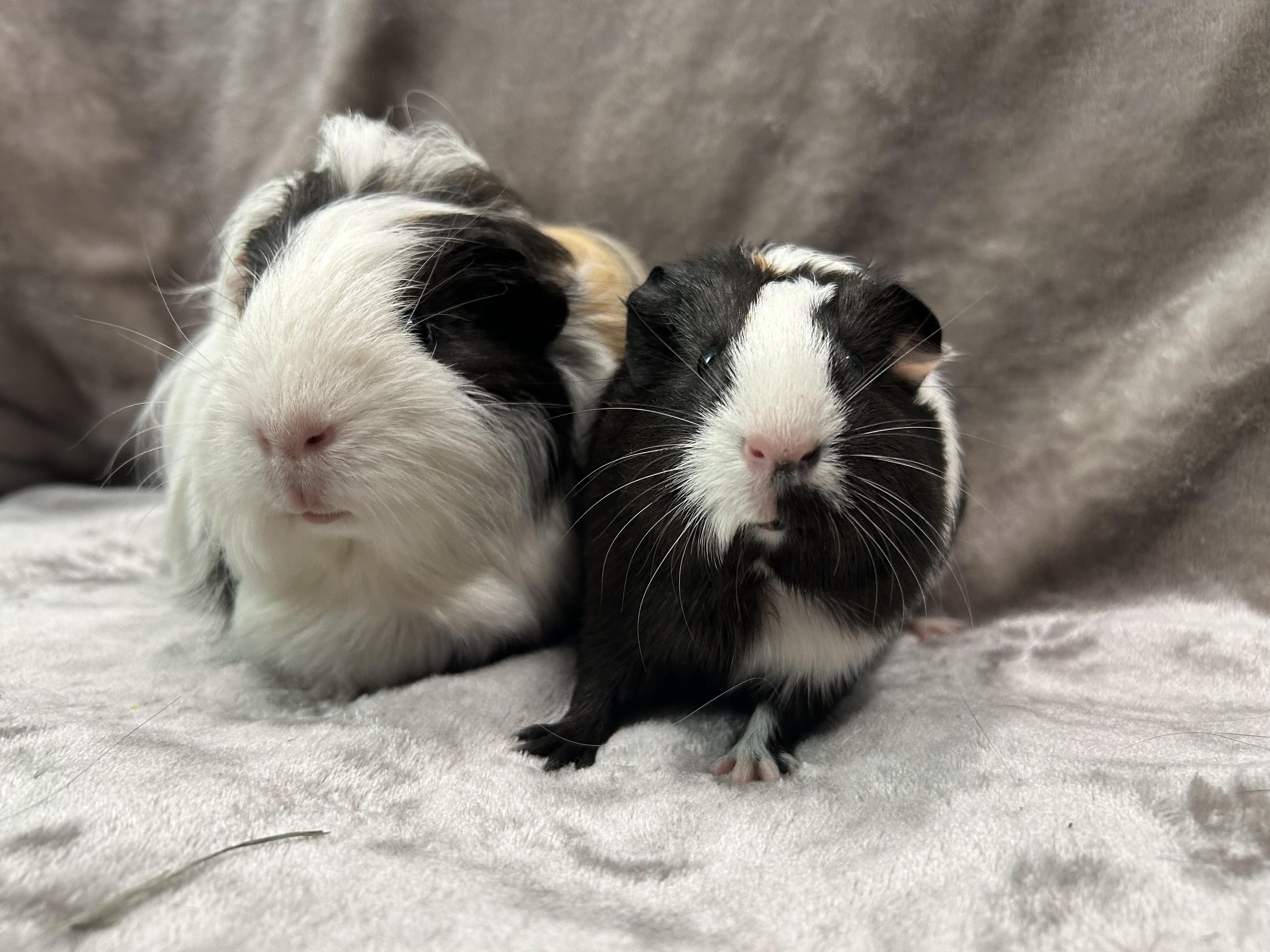 Enlarge Gus and Louisa -Adoption Pending-, an adopted Guinea Pig in Edgewood, MD image 2/6