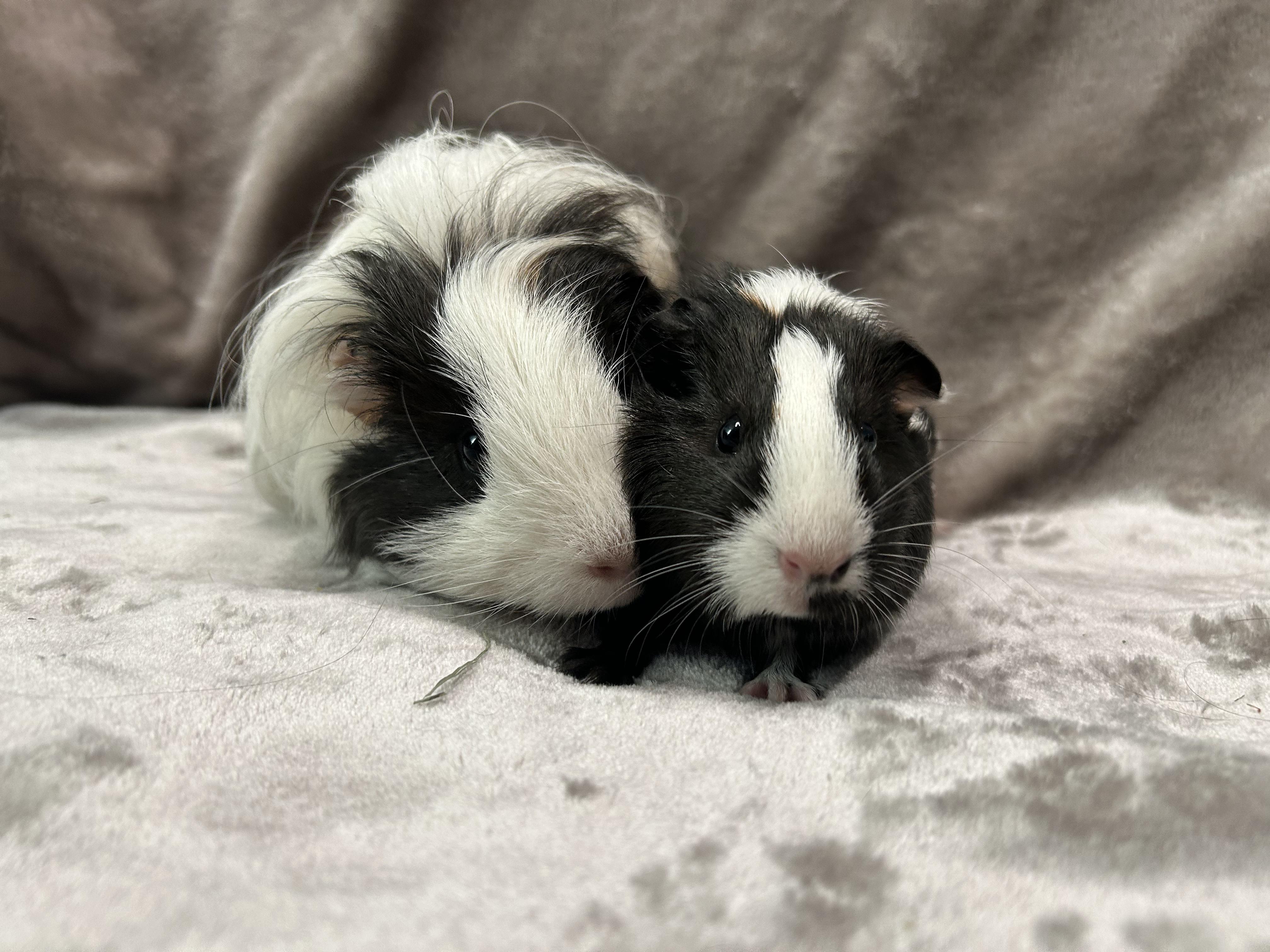 Enlarge Gus and Louisa -Adoption Pending-, an adopted Guinea Pig in Edgewood, MD image 5/6