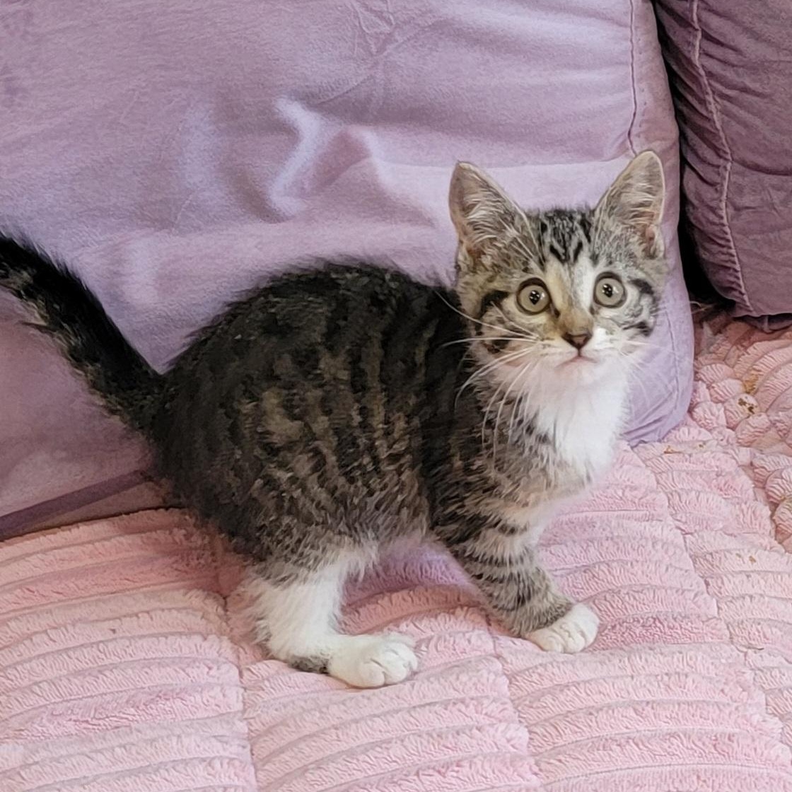 Enlarge Stella, a ADOPTABLE Domestic Short Hair in Wyandotte, MI image 6/6