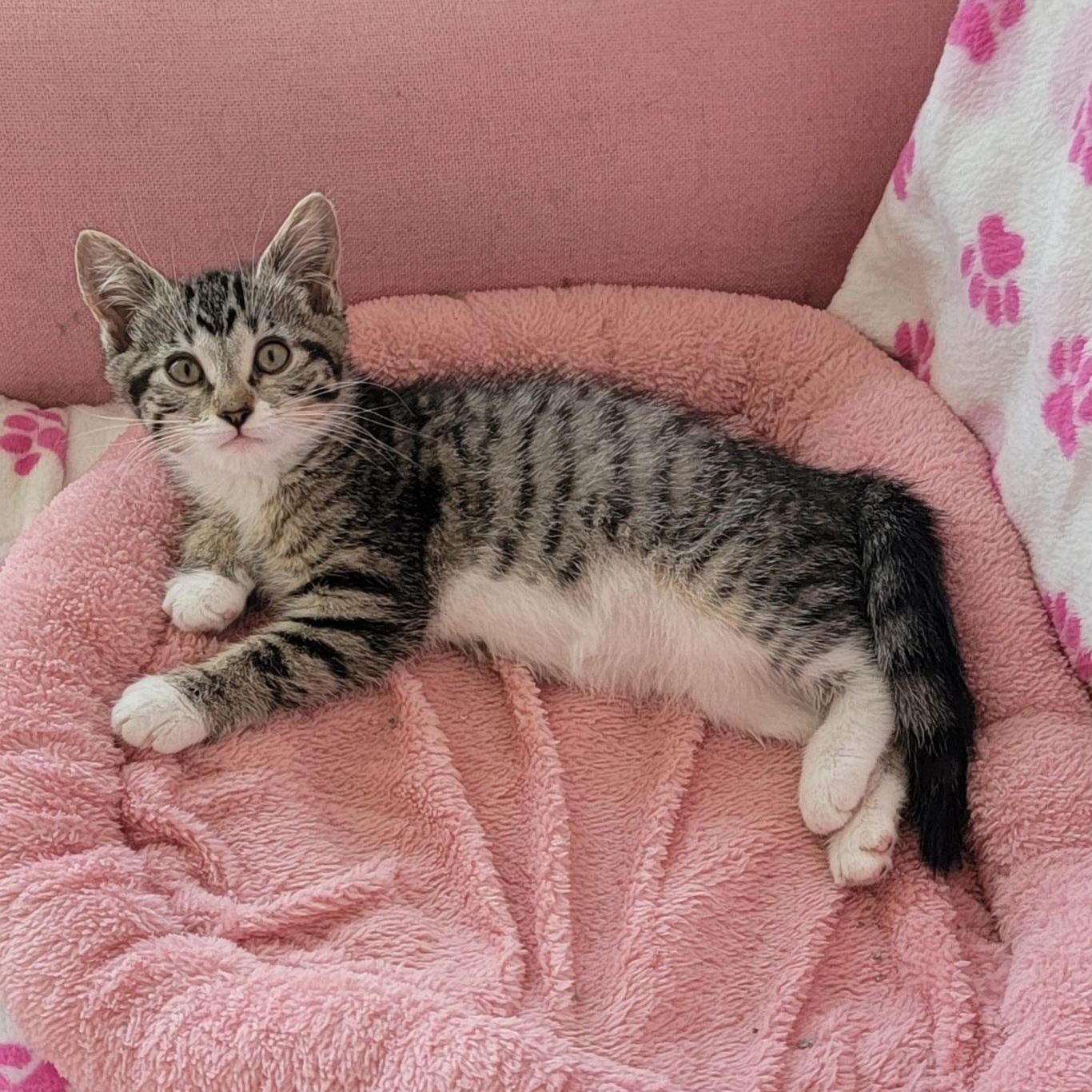 Enlarge Stella, a ADOPTABLE Domestic Short Hair in Wyandotte, MI image 3/6