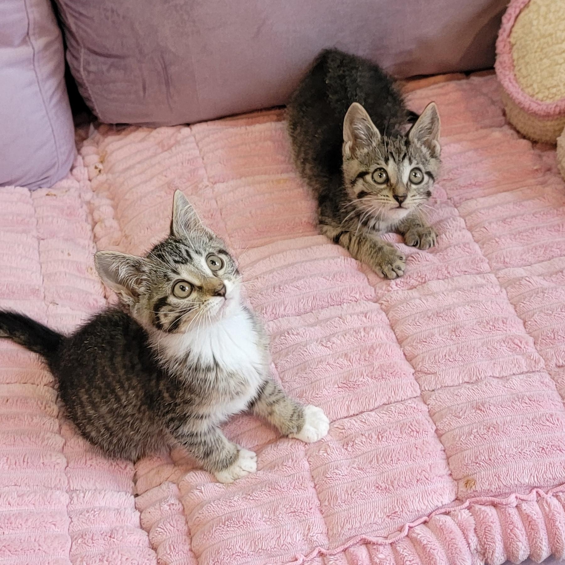 Enlarge Stella, a ADOPTABLE Domestic Short Hair in Wyandotte, MI image 5/6