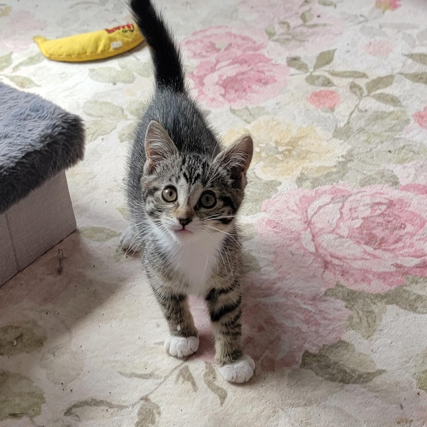 Enlarge Stella, a ADOPTABLE Domestic Short Hair in Wyandotte, MI image 4/6