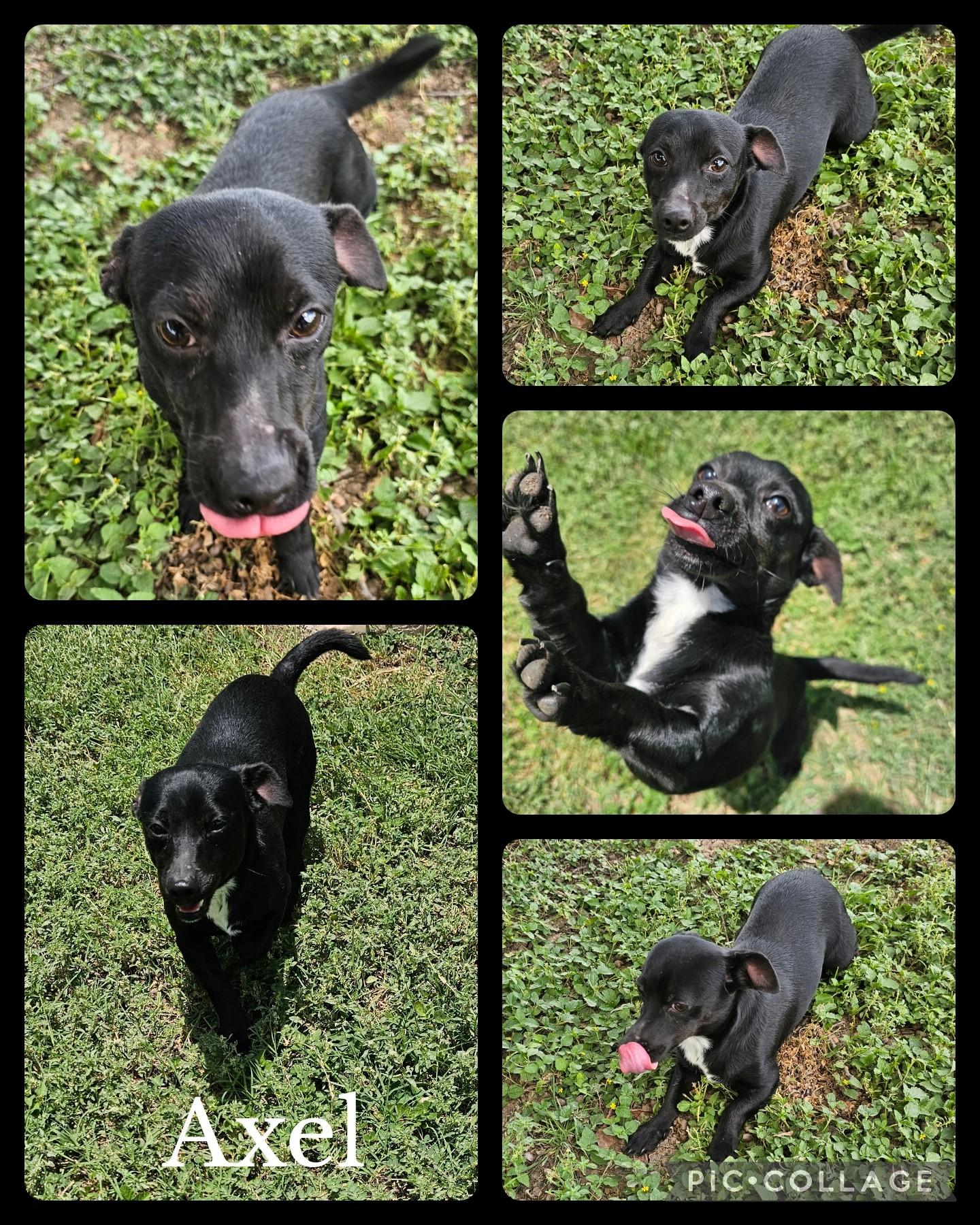 Axel, Adult Male Chihuahua
