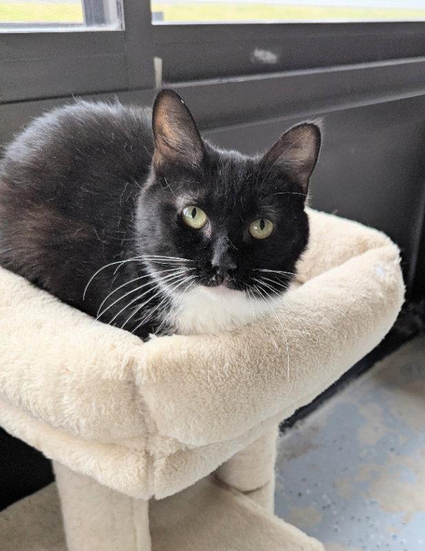 Velvet, a Adoptable mixed breed in Ocala, FL image 1/3
