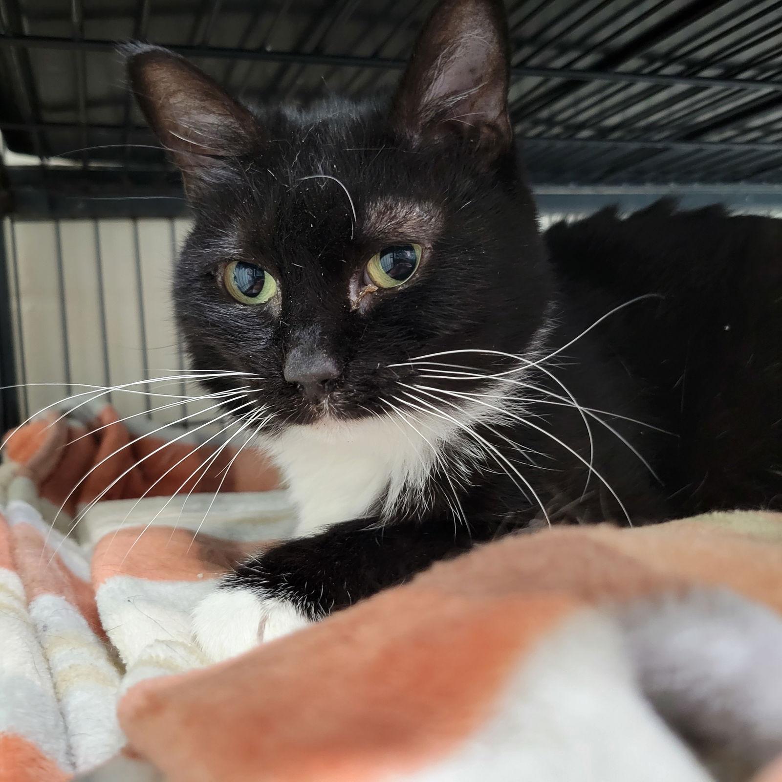 Velvet, a Adoptable mixed breed in Ocala, FL image 3/3