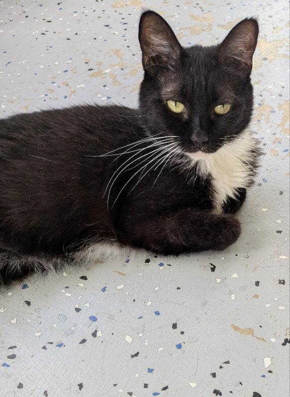 Velvet, a Adoptable mixed breed in Ocala, FL image 3/3