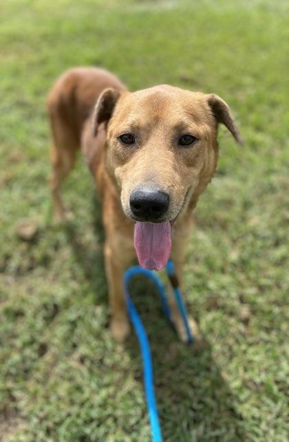 Zoe, Adoptable, Adult Male Mixed Breed & Mixed Breed.