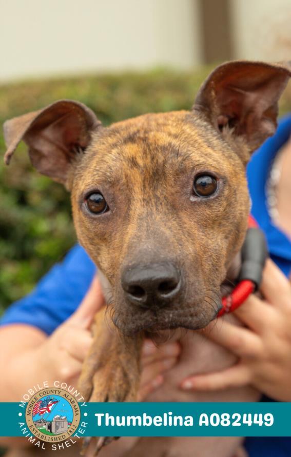 Enlarge THUMBELINA, a Adoptable mixed breed in Mobile, AL image 1/1