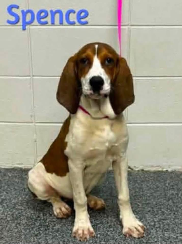 Spence, a ADOPTABLE mixed breed in Brooks, ME image 4/4